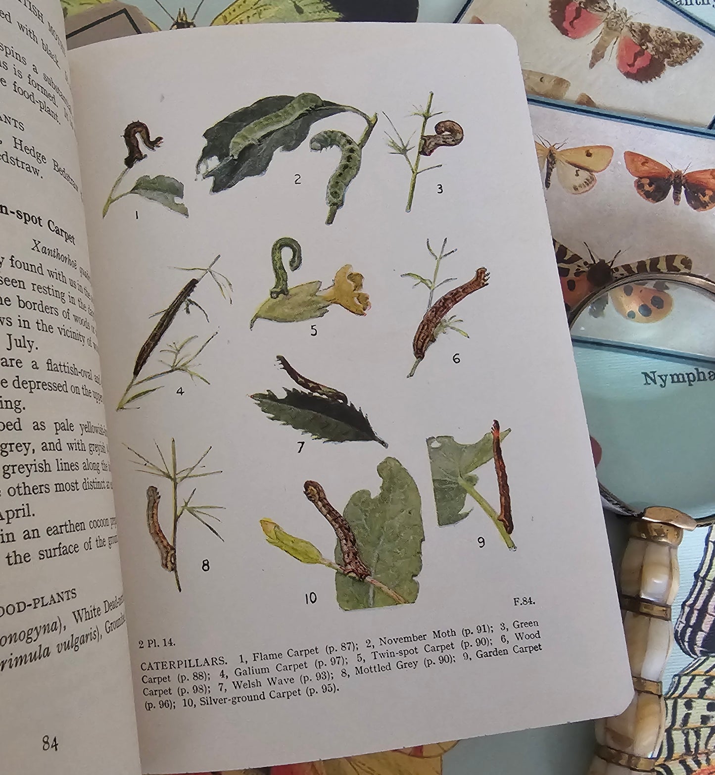 1948 The Caterpillars of the Moths / Frederick Warne & Co, Ltd / Numerous Illustrations in Colour and BW / Scarce Dust Jackets
