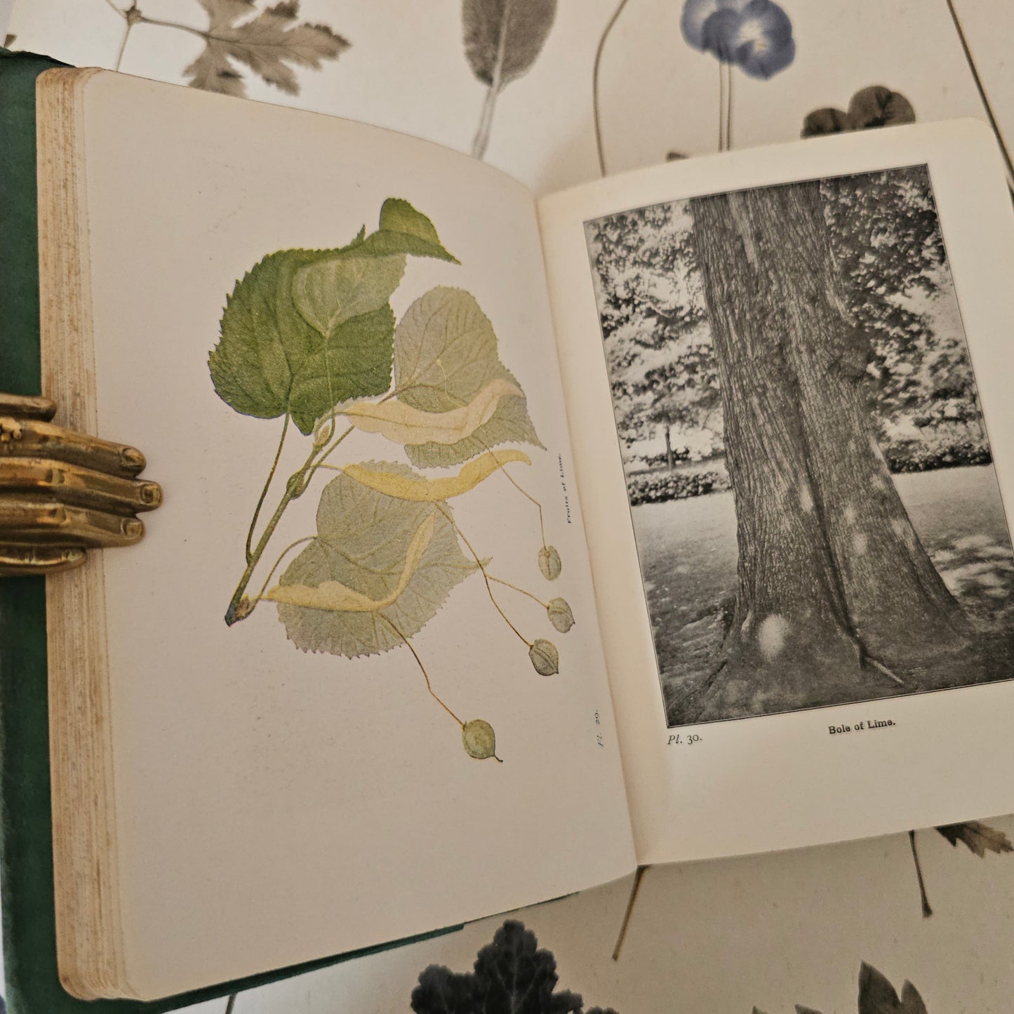 1940 Wayside and Woodland Trees by Edward Step / 24 Colour Plates