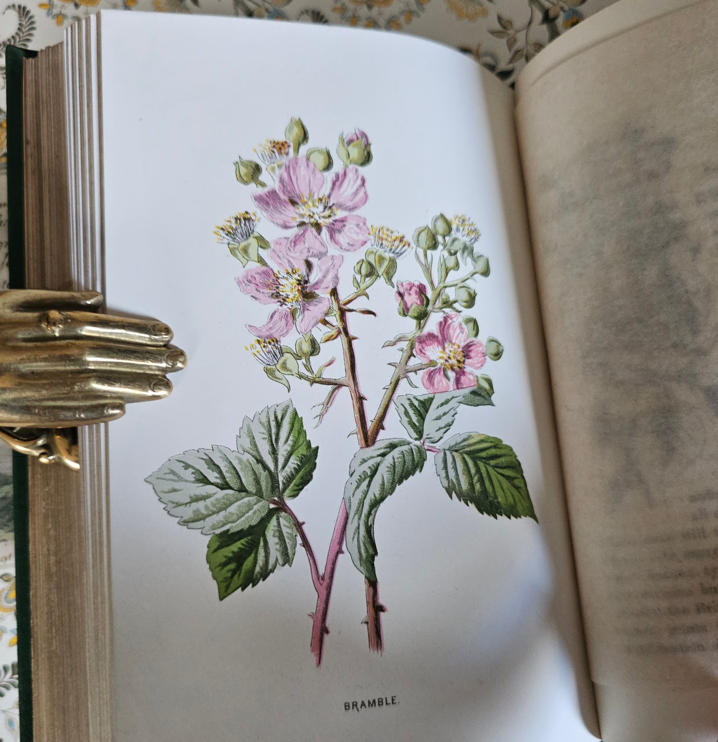 1883 Familiar Wild Flowers by Edward Hulme / Second Series / Richly Illustrated in Colour