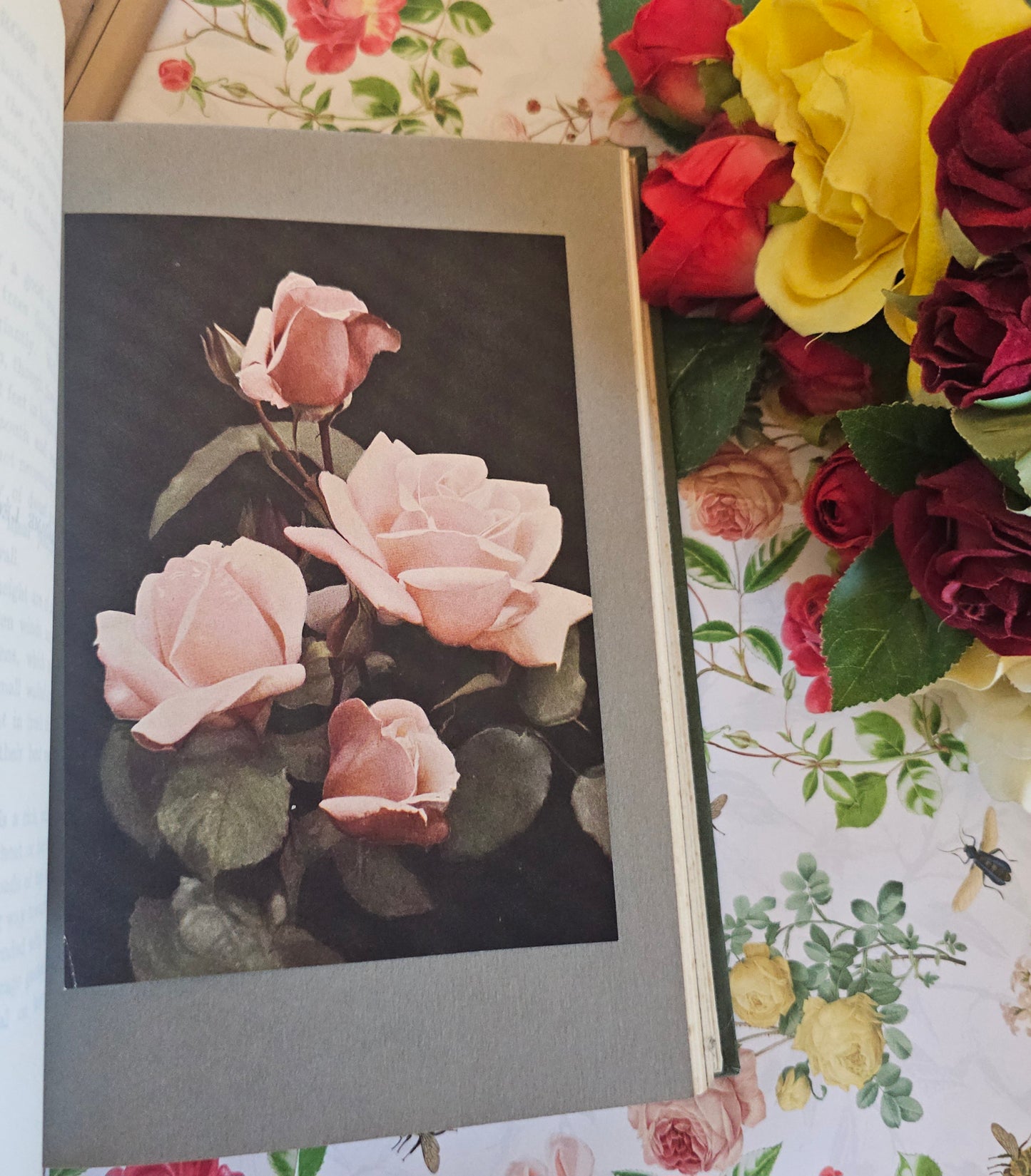 1926 The Rose Book by HH Thomas / Eight Colour Plates & Many BW