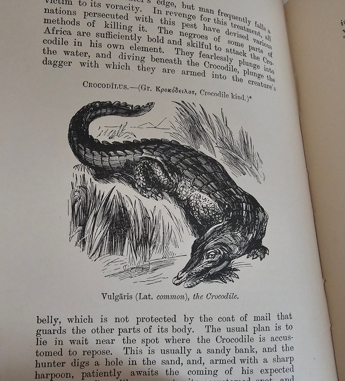 1904 The Boy's Own Book of Natural History - Illustrated Antique Book - Floral Spine