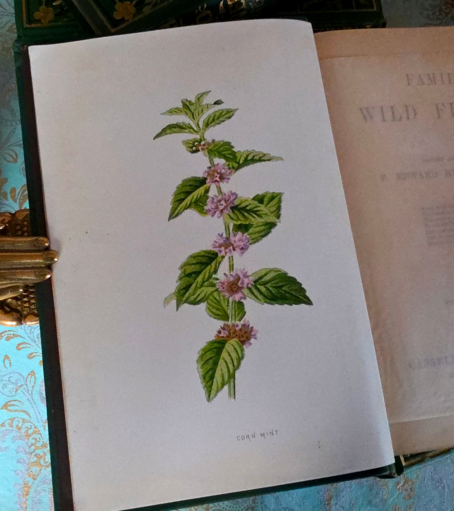 1880s Complete Set in Five Volumes of Familiar Wild Flowers - 200 Colour Illustrations