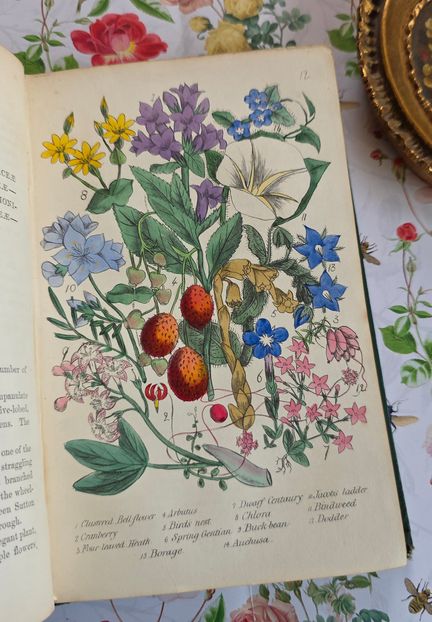 1863 Rambles in Search of Wild Flowers - Illustrated Antique Book