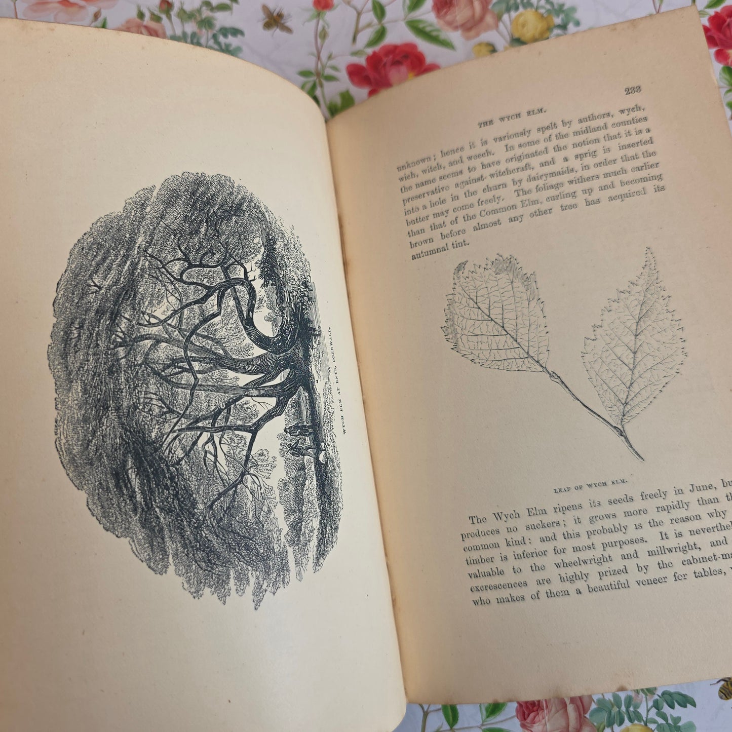 1890s The Forest Trees of Britain by Rev Johns - Illustrated Antique Book