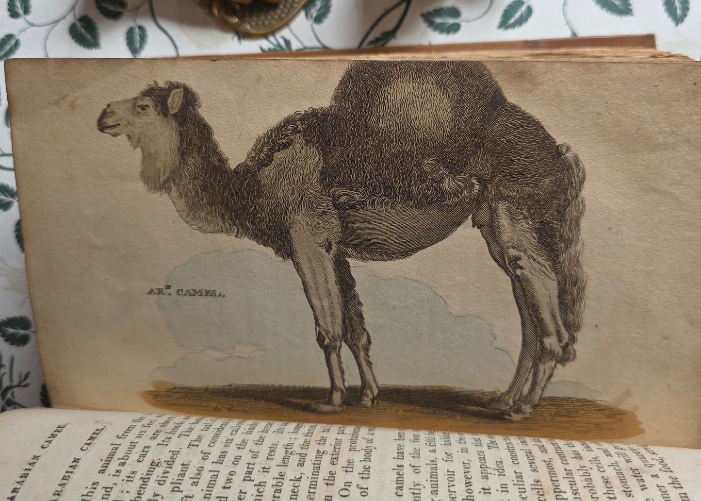 1811 The Natural History of Quadrupeds and Cetaceous Animals - 119 Hand-Coloured Plates