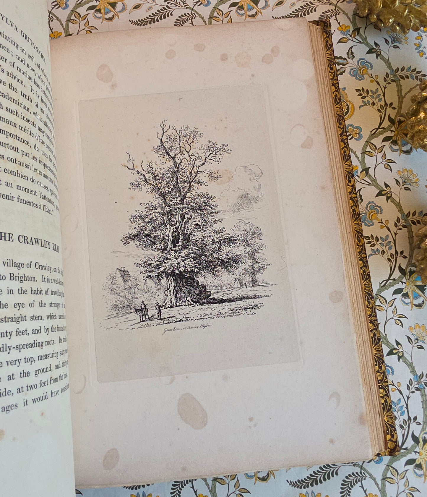 1830 Sylva Britannica or Portraits of Forest Trees by Jacob George Strutt - Illustrated Antique Book