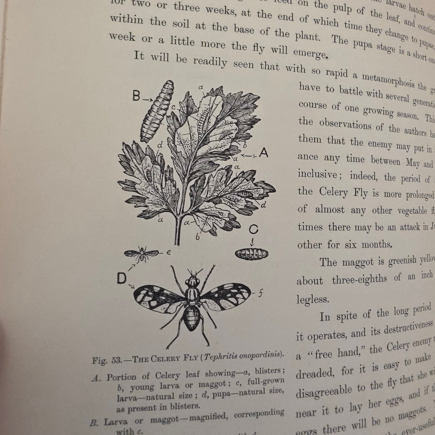 1909 The Vegetable Grower's Guide - Illustrated Antique Book Set