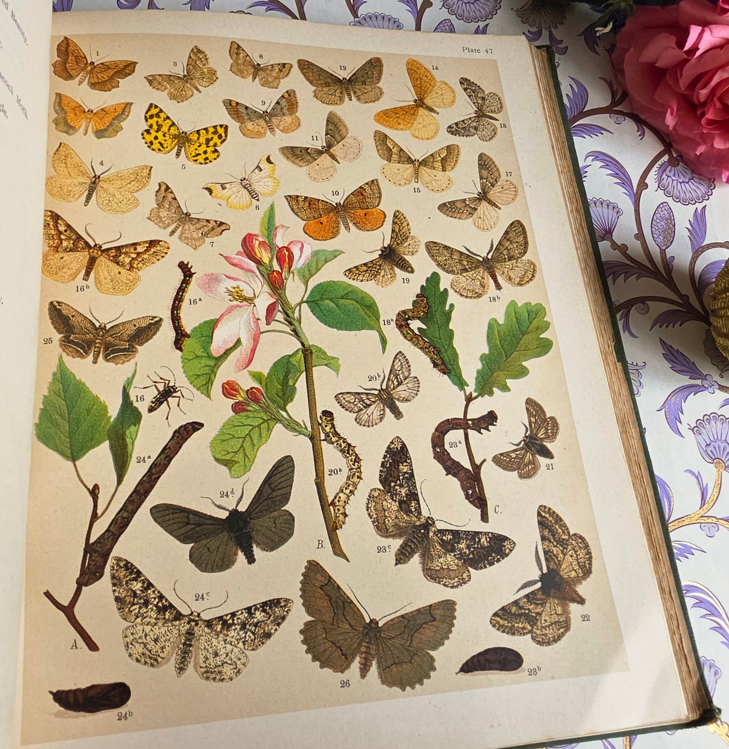 1907 The Butterflies and Moths of Europe by WF Kirby - Large Illustrated Antique Book