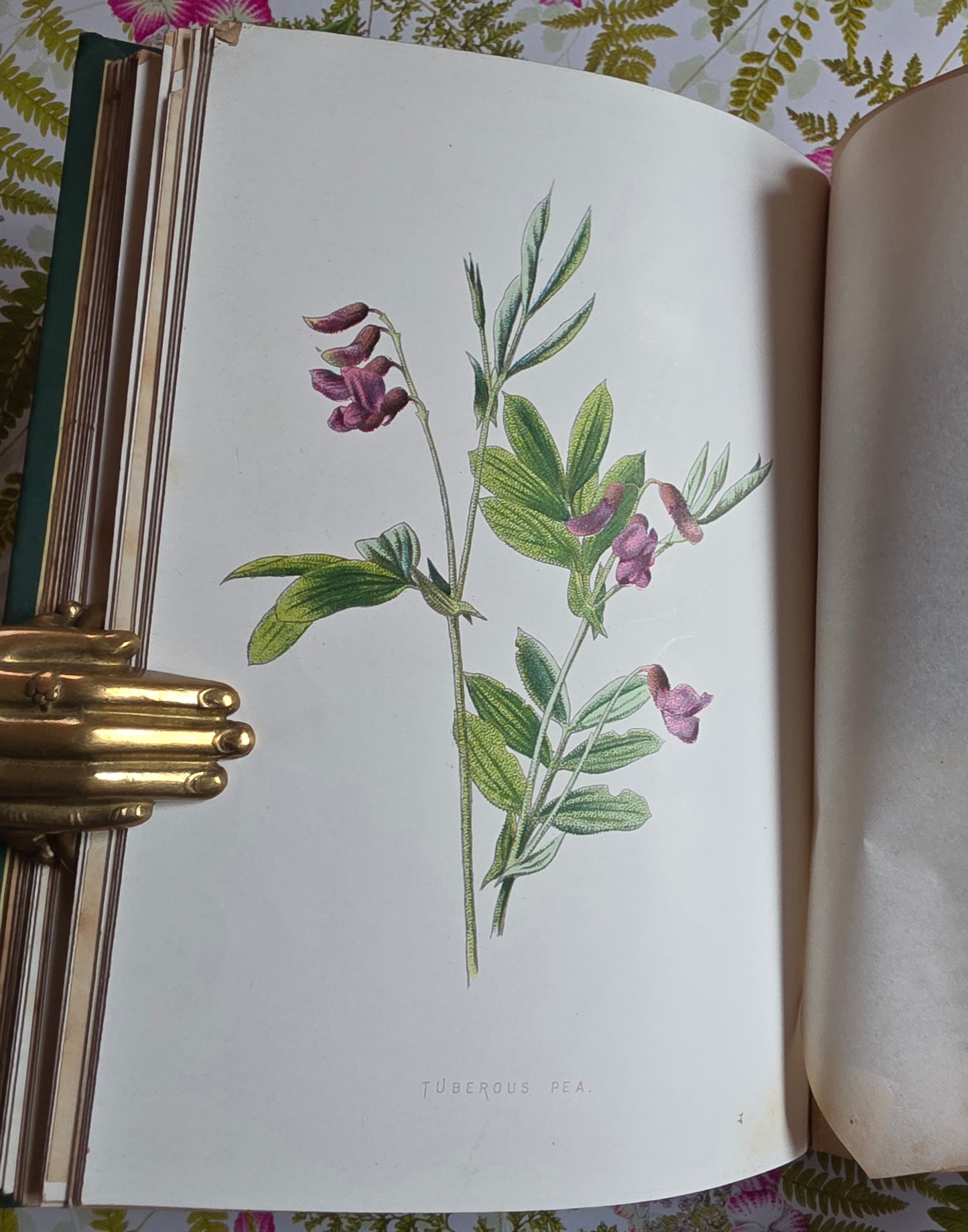1883 Familiar Wild Flowers / Illustrated Victorian Antique Book (Fourth Series)