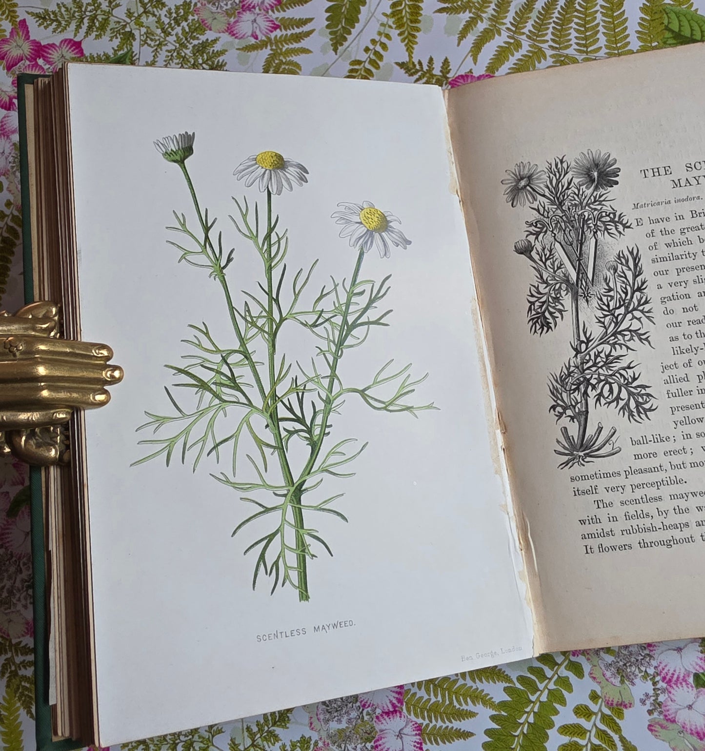 1883 Familiar Wild Flowers / Illustrated Victorian Antique Book (Second Series)