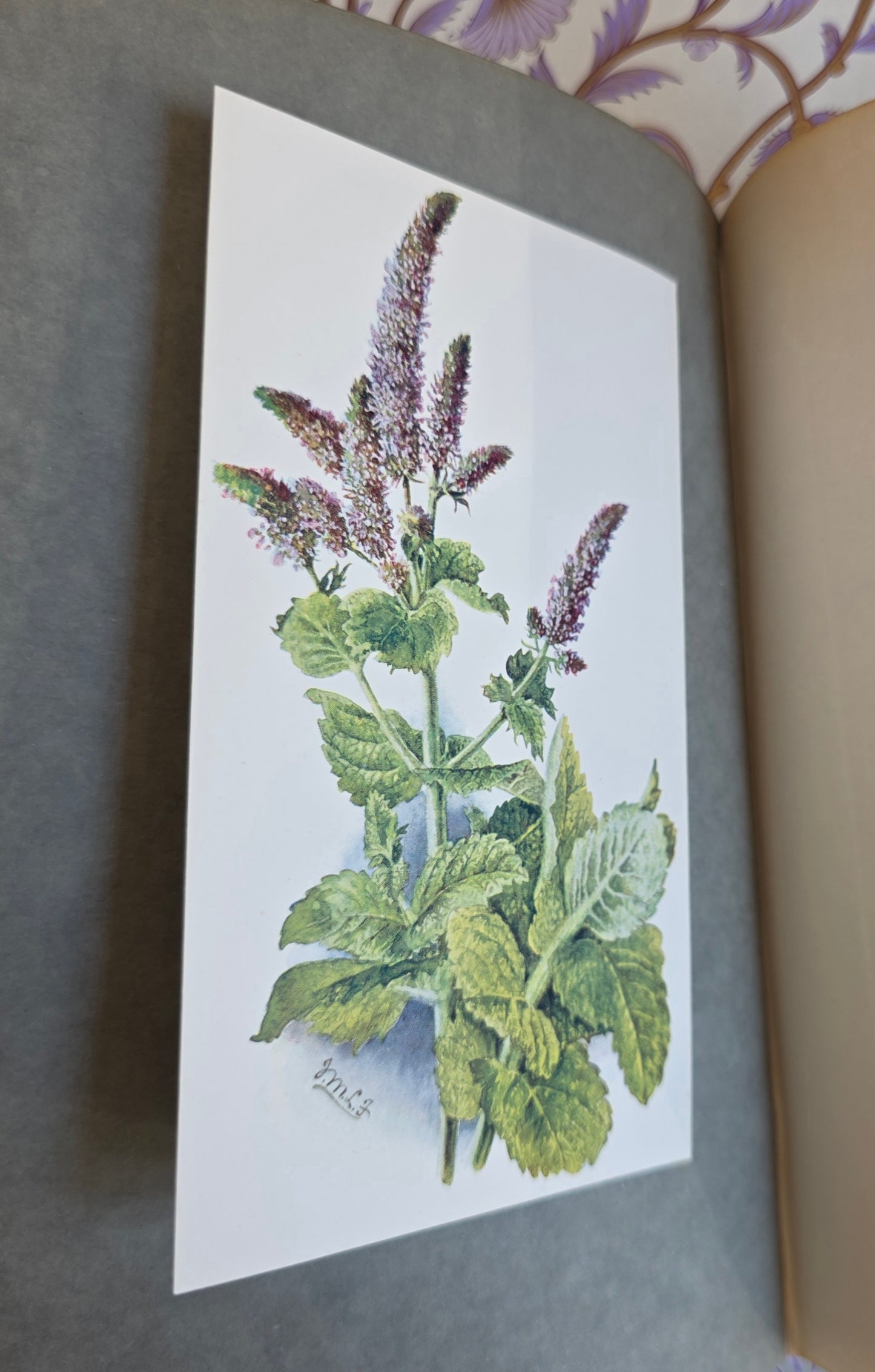 1911 The Herb Garden by Frances A Bardswell - Illustrated Antique Book