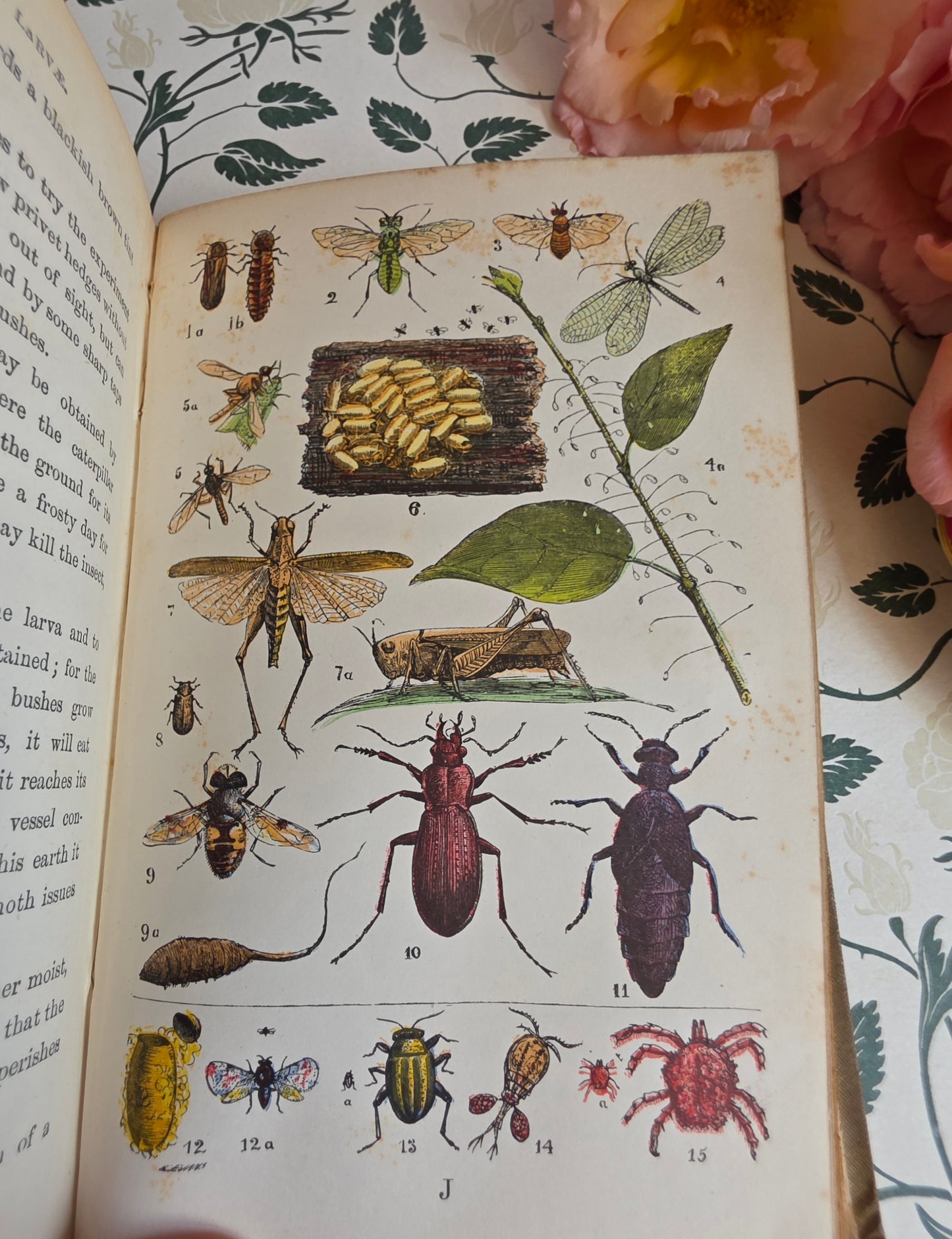 1880s The Common Objects of the Country by Rev JG Wood - Illustrated Antique Book