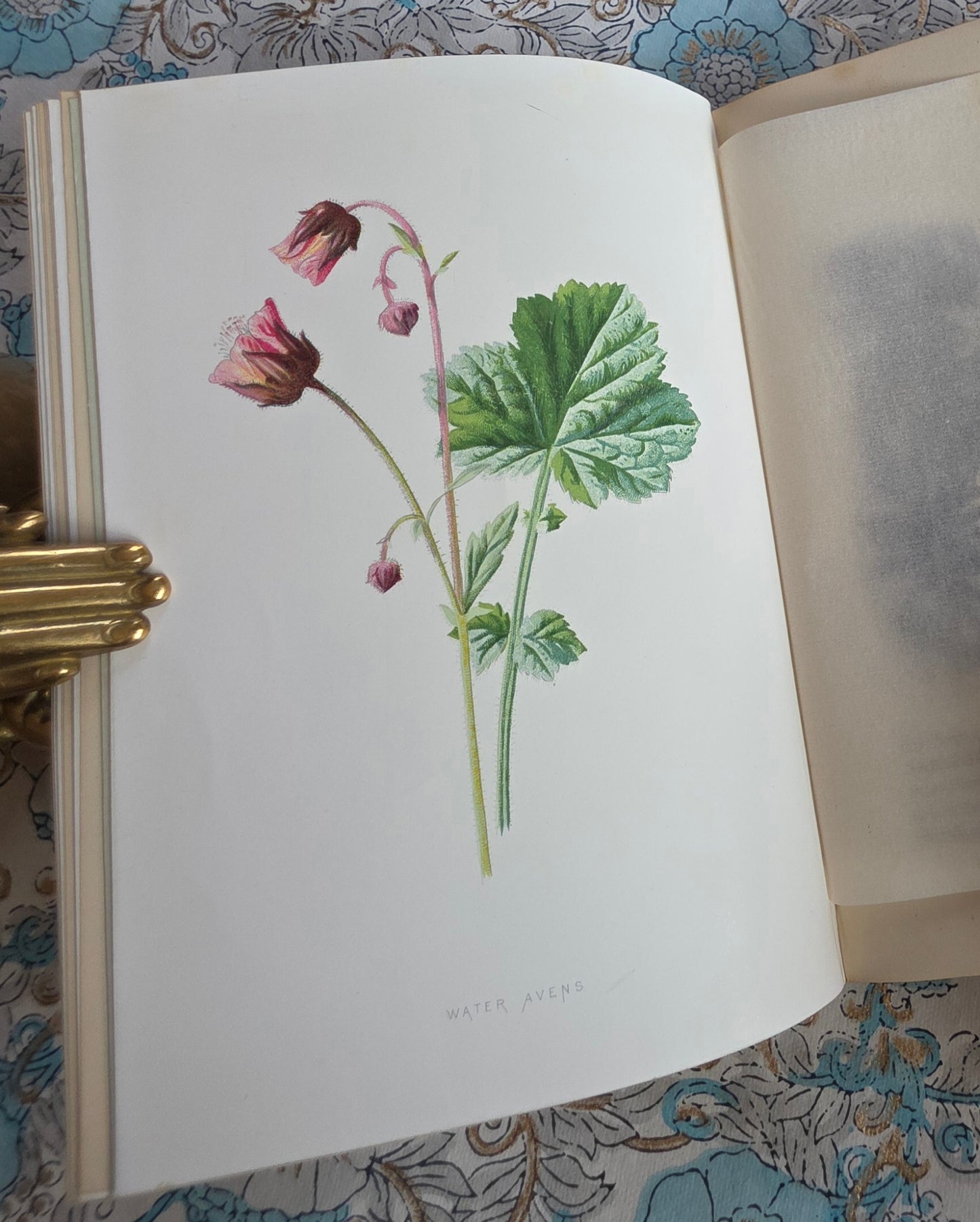 1883 Familiar Wild Flowers / Illustrated Victorian Antique Book (Fifth Series)