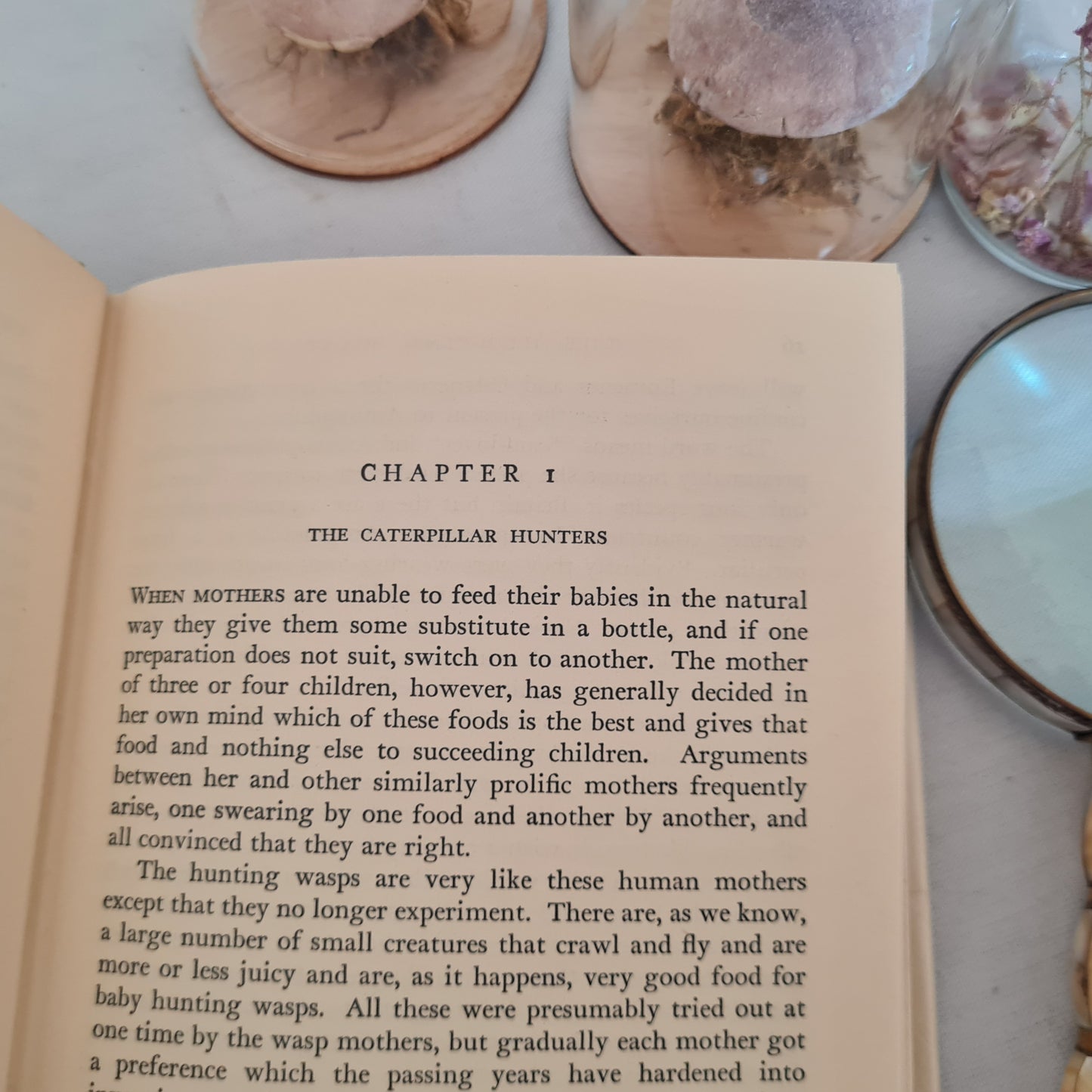 1950 The Hunting Wasp by John Crompton / The Scientific Book Club / Vintage Hardback in Very Good Condition / With Original Dust Wrapper