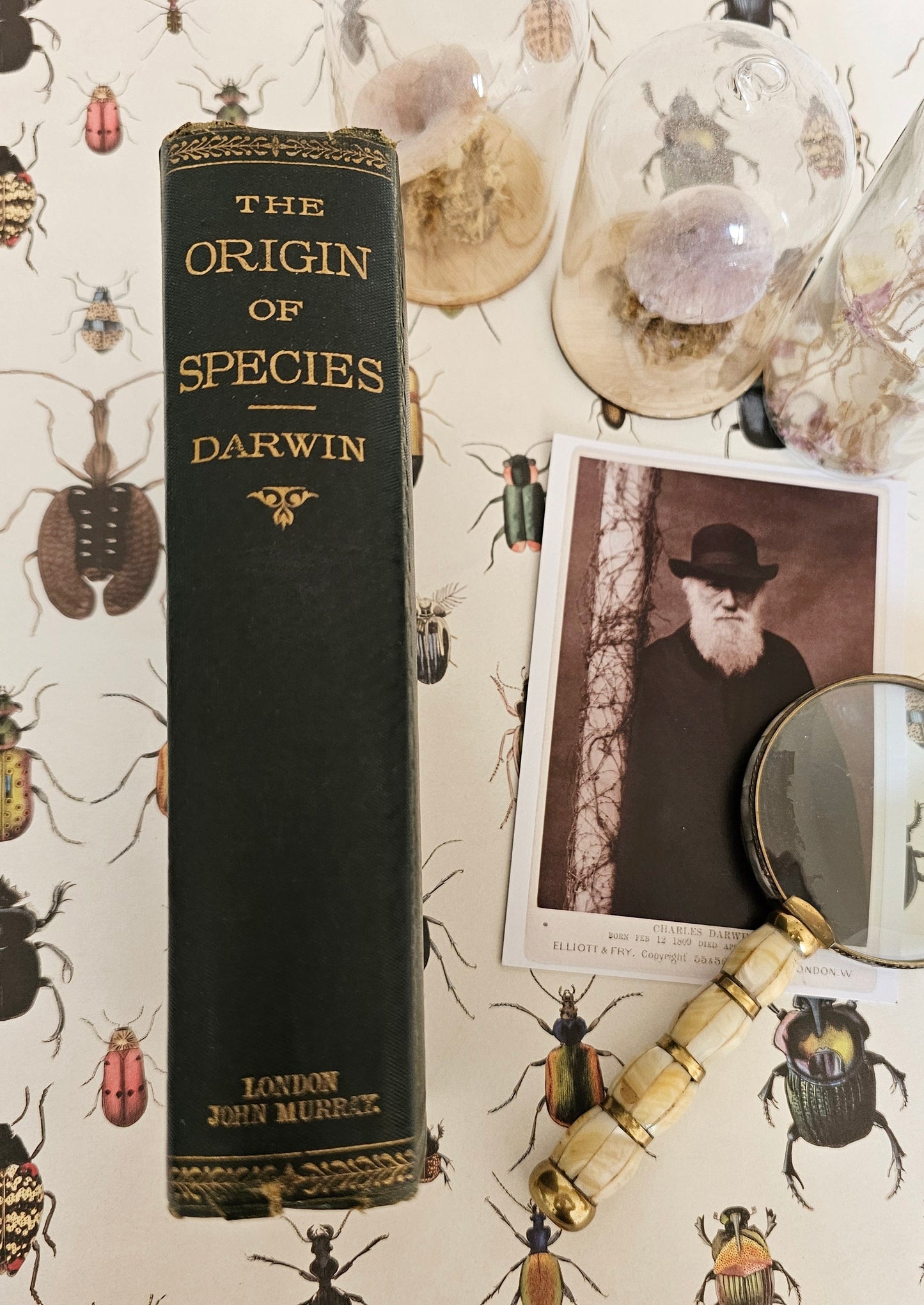 1880 The Origin of Species by Means of Natural Selection by Charles Darwin / John Murray, London / In Good Condition / Early Copy