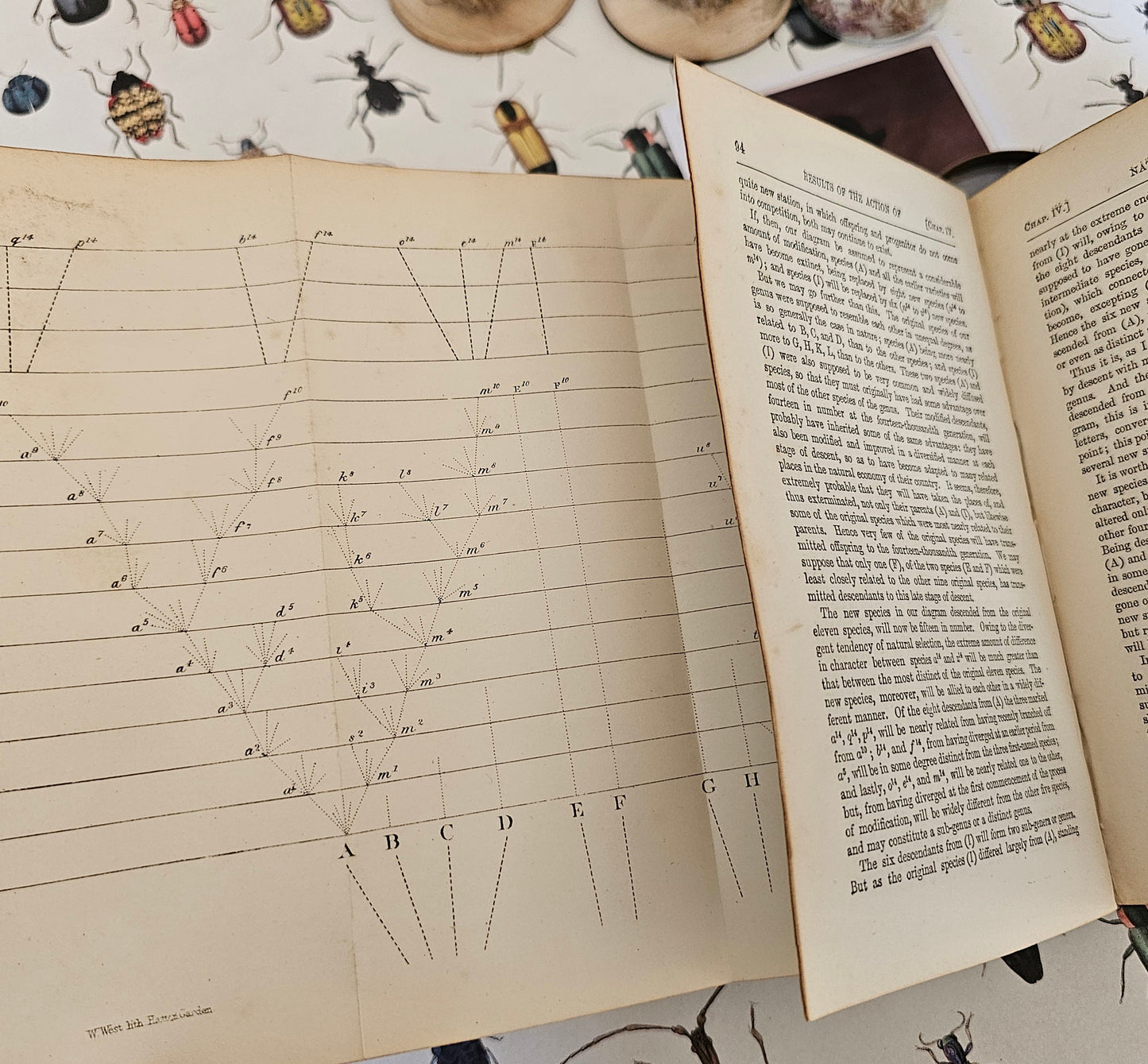 1880 The Origin of Species by Means of Natural Selection by Charles Darwin / John Murray, London / In Good Condition / Early Copy