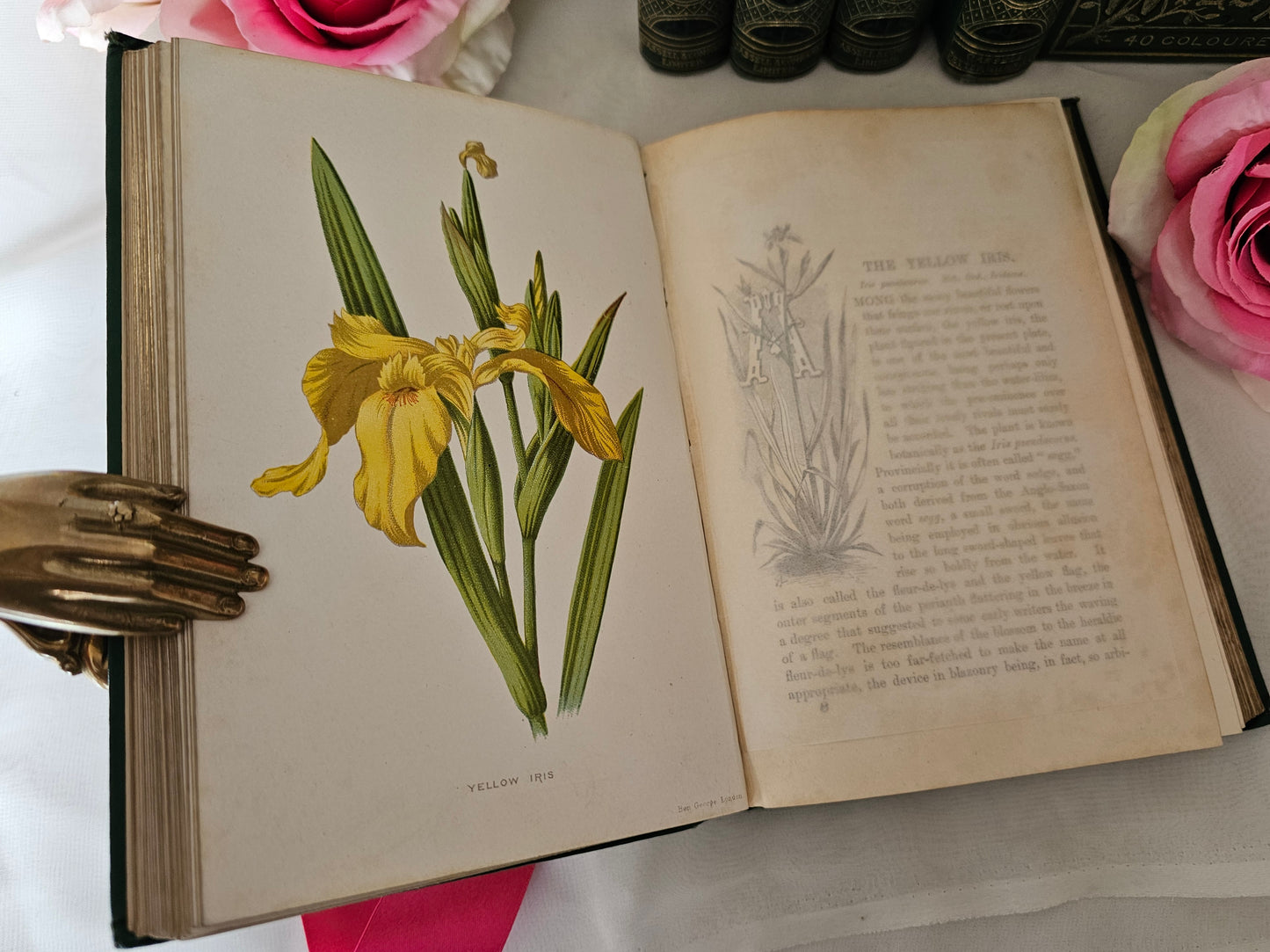 1880s Complete Set in Five Volumes of Familiar Wild Flowers by Edward Hulme / Stunning Victorian Antique Series / Richly Colour Illustrated