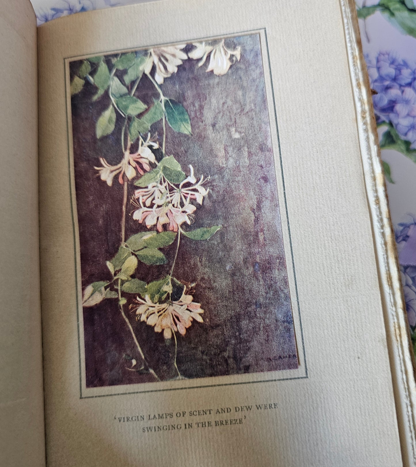 1913 In a City Garden by JR Aitken / With Seven Charming Botanical Illustrations / Antique Book About the Royal Botanical Garden, Edinburgh