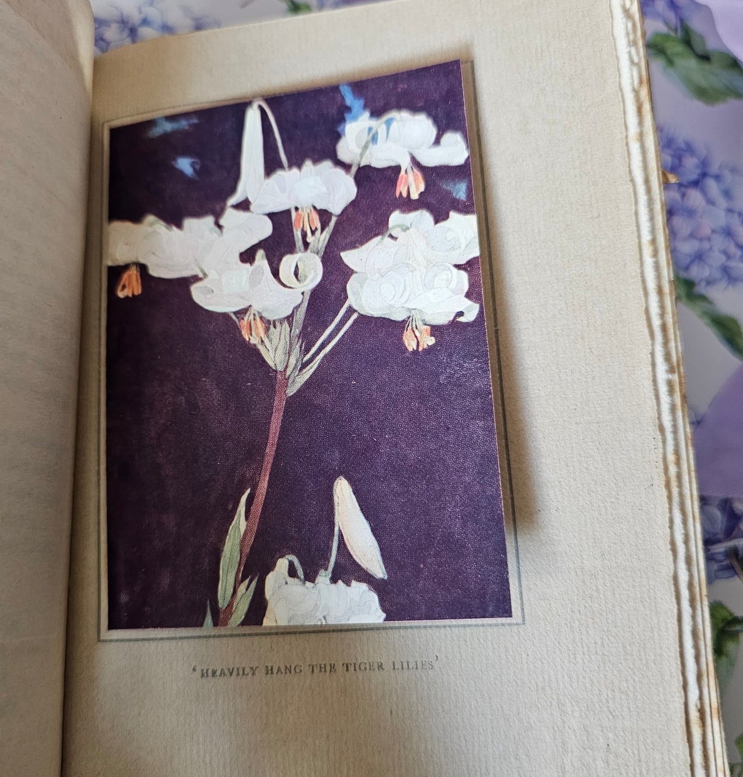 1913 In a City Garden by JR Aitken / With Seven Charming Botanical Illustrations / Antique Book About the Royal Botanical Garden, Edinburgh