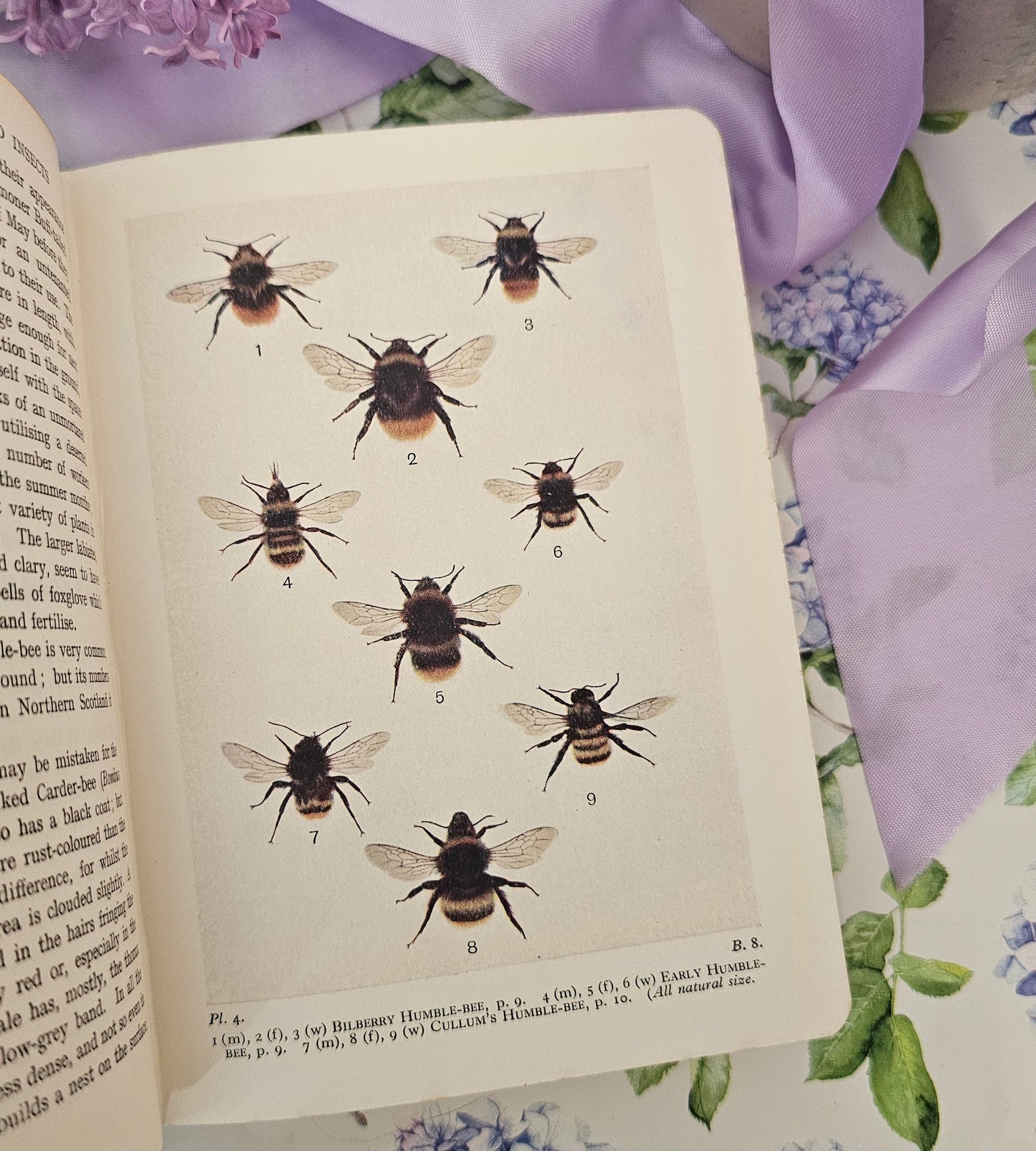 1932 Bees, Wasps, Ants and Allied Insects of the British Isles by Edward Step / First Edition, Warne / Illustrated / In Excellent Condition