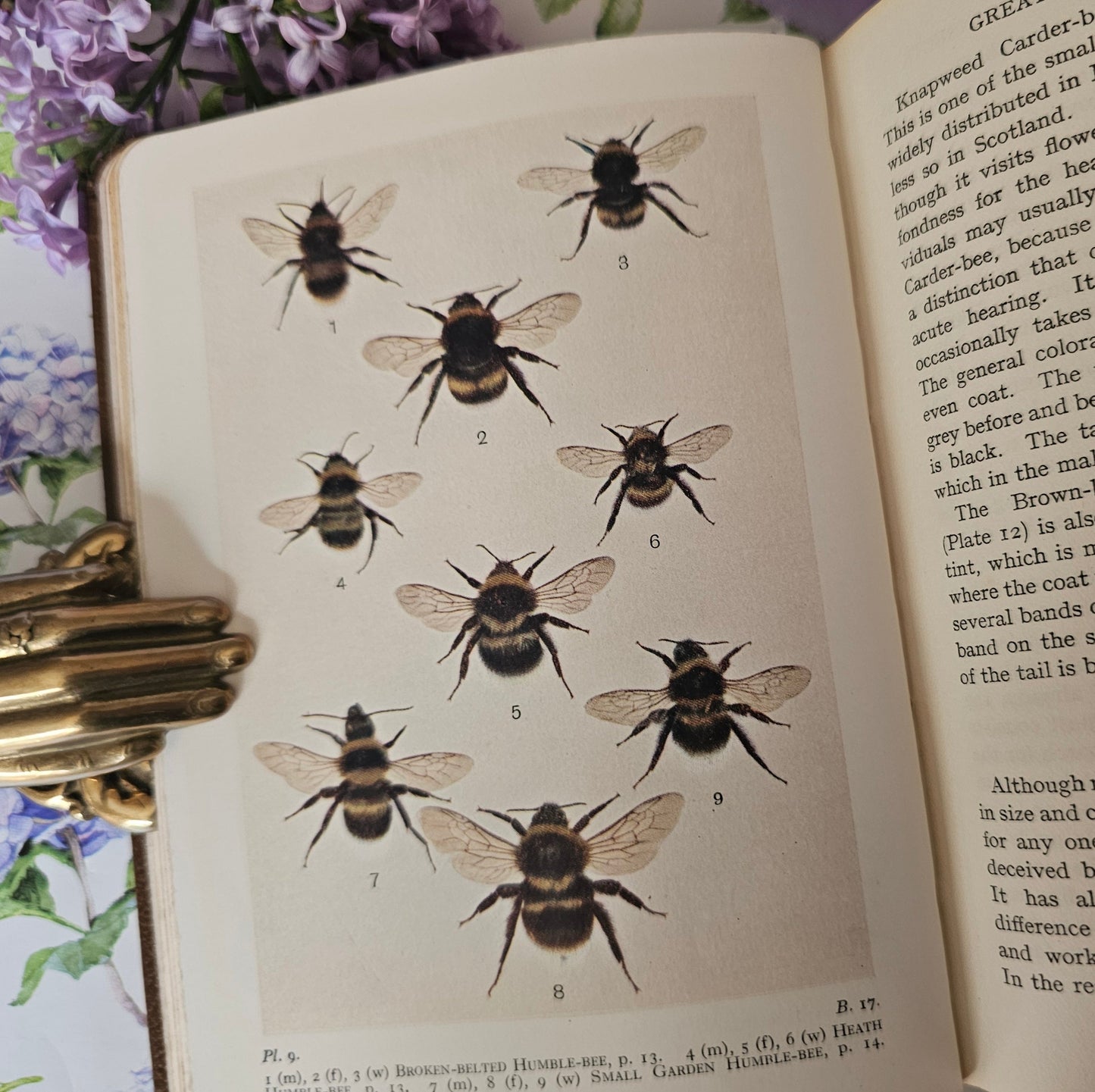 1932 Bees, Wasps, Ants and Allied Insects of the British Isles by Edward Step / First Edition, Warne / Illustrated / In Excellent Condition