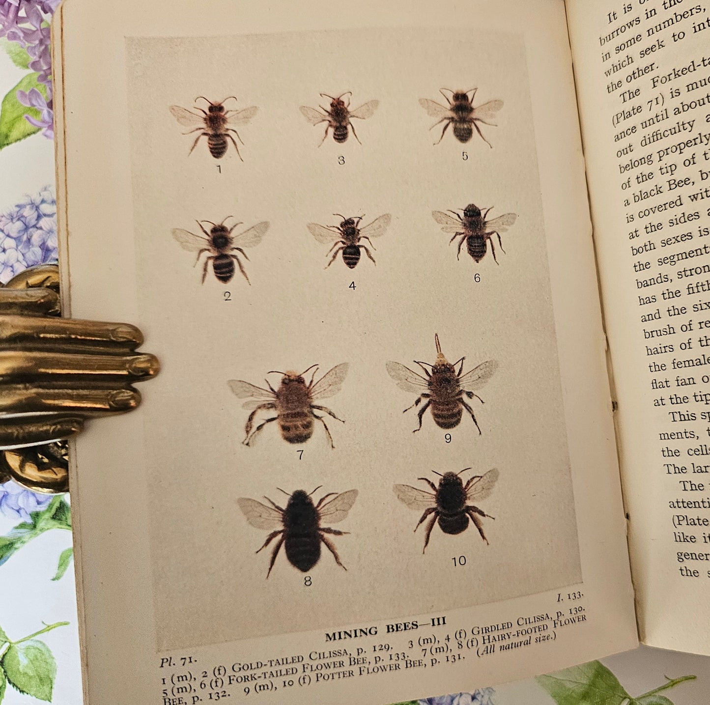 1932 Bees, Wasps, Ants and Allied Insects of the British Isles by Edward Step / First Edition, Warne / Illustrated / In Excellent Condition