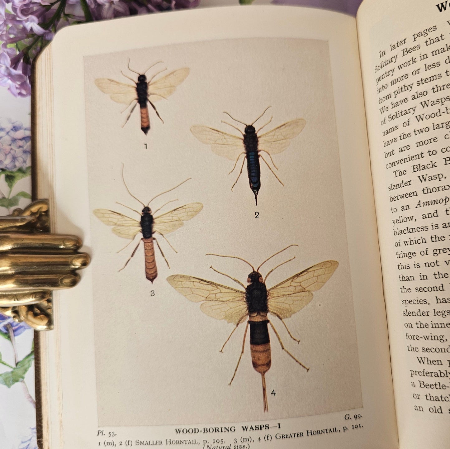 1932 Bees, Wasps, Ants and Allied Insects of the British Isles by Edward Step / First Edition, Warne / Illustrated / In Excellent Condition