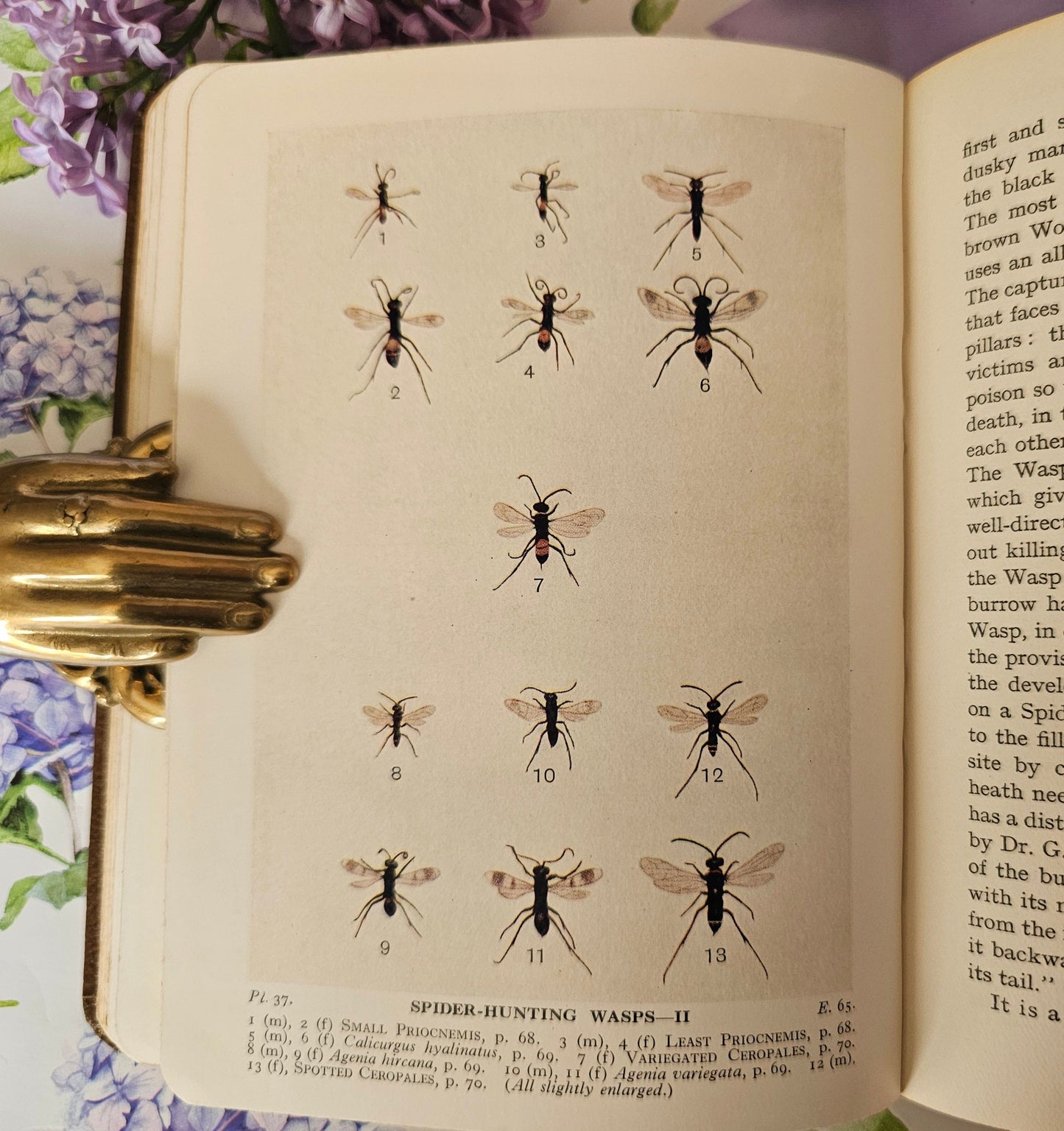 1932 Bees, Wasps, Ants and Allied Insects of the British Isles by Edward Step / First Edition, Warne / Illustrated / In Excellent Condition