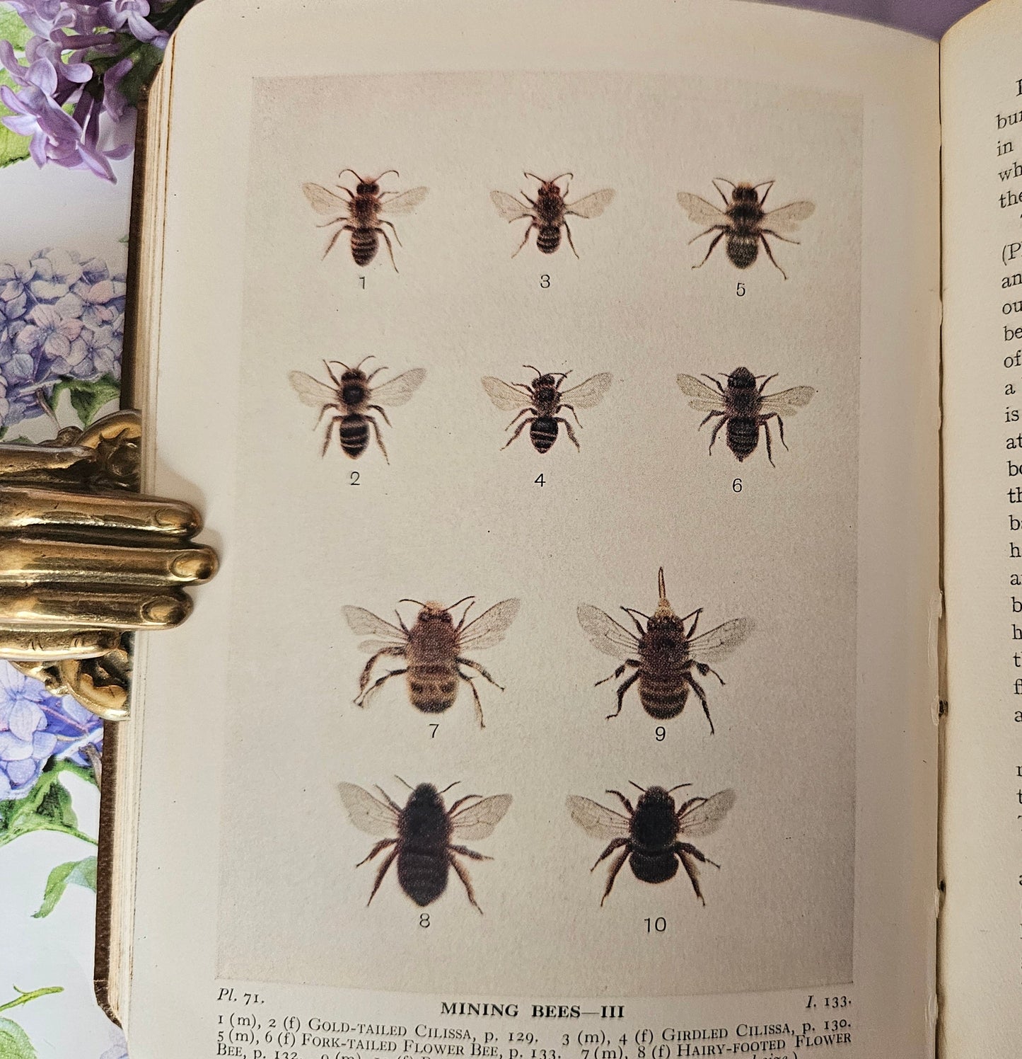 1932 Bees, Wasps, Ants and Allied Insects of the British Isles by Edward Step / First Edition, Warne / Illustrated / In Excellent Condition