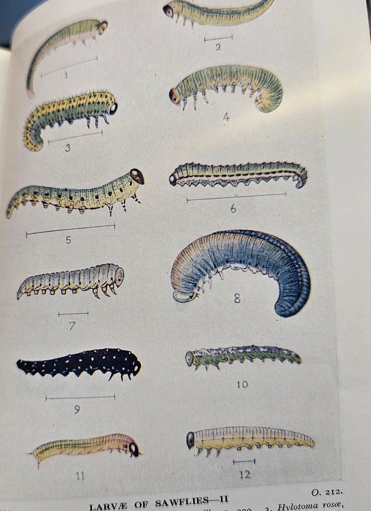 1932 Bees, Wasps, Ants and Allied Insects of the British Isles by Edward Step / First Edition, Warne / Illustrated / In Excellent Condition