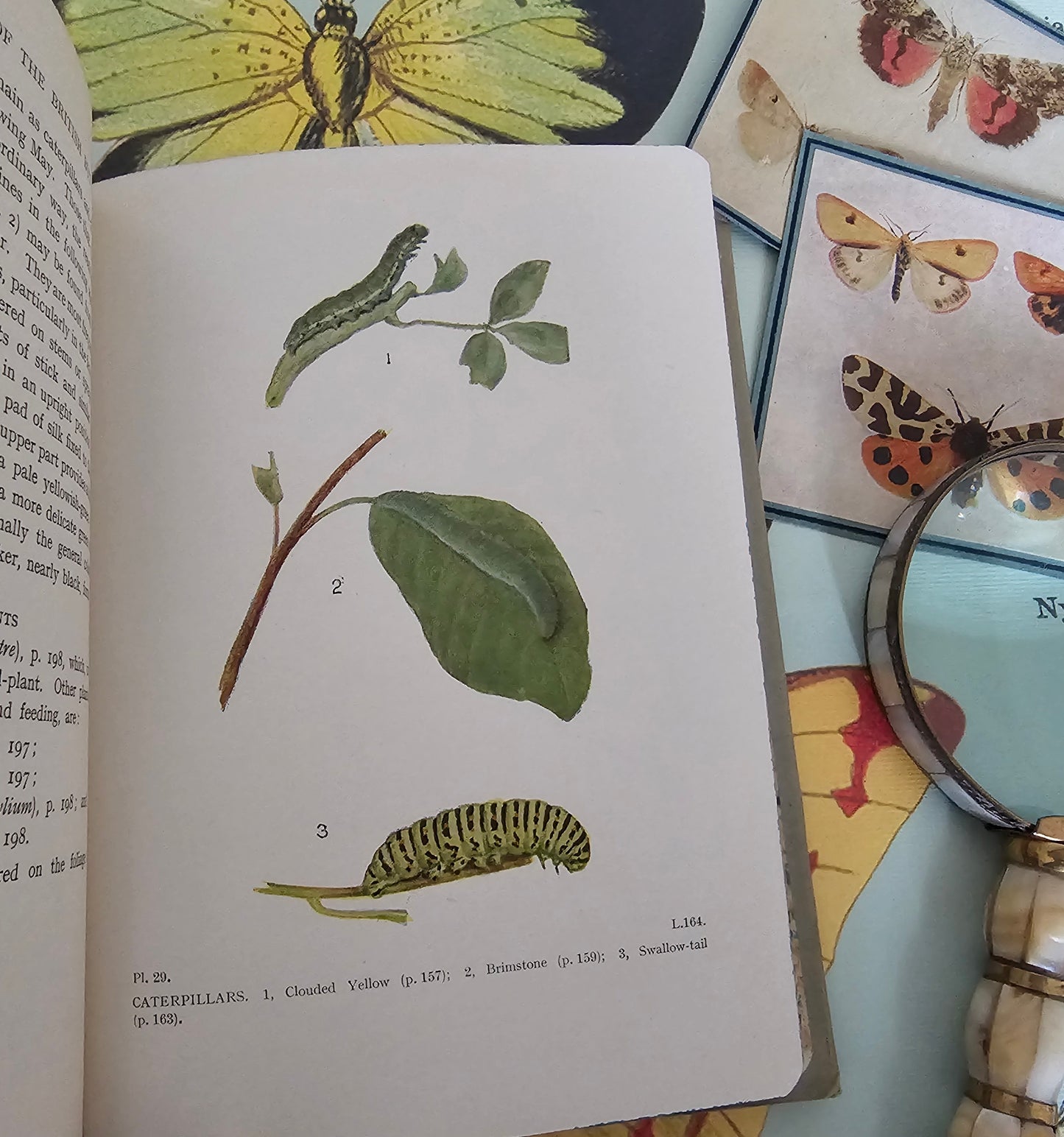 1944 The Caterpillars of the British Butterflies / Frederick Warne & Co, Ltd / Numerous Illustrations in Colour and BW / Scarce Dust Jacket