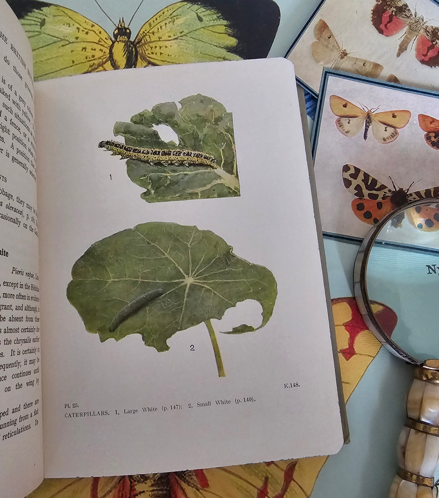 1944 The Caterpillars of the British Butterflies / Frederick Warne & Co, Ltd / Numerous Illustrations in Colour and BW / Scarce Dust Jacket