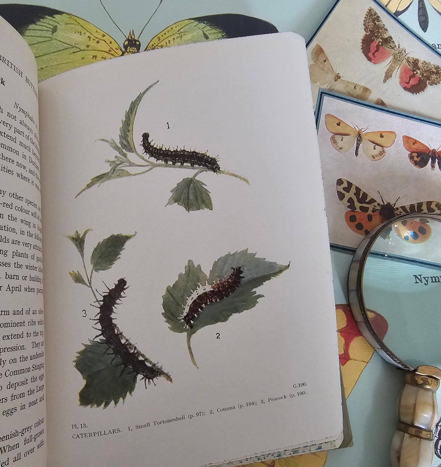 1944 The Caterpillars of the British Butterflies / Frederick Warne & Co, Ltd / Numerous Illustrations in Colour and BW / Scarce Dust Jacket