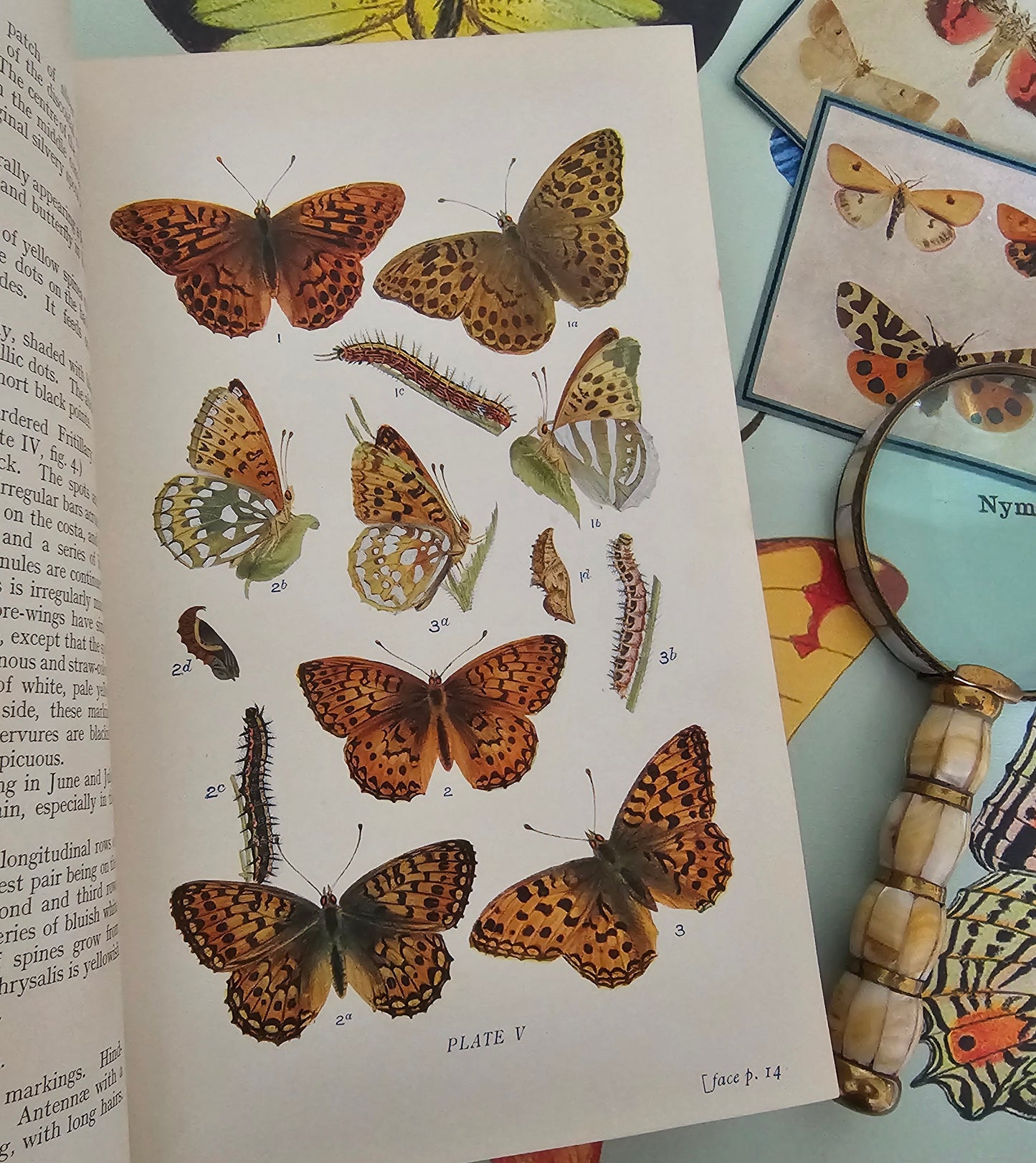 1909 Butterflies and Moths of the United Kingdom by Egmont Kirby / 69 Detailed Colour Plates / Lovely Decorative Boards / Lacks One Plate