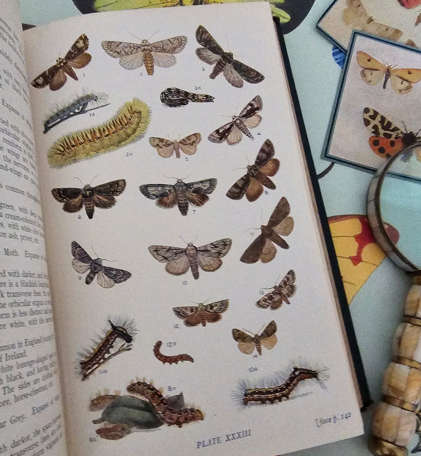 1909 Butterflies and Moths of the United Kingdom by Egmont Kirby / 69 Detailed Colour Plates / Lovely Decorative Boards / Lacks One Plate