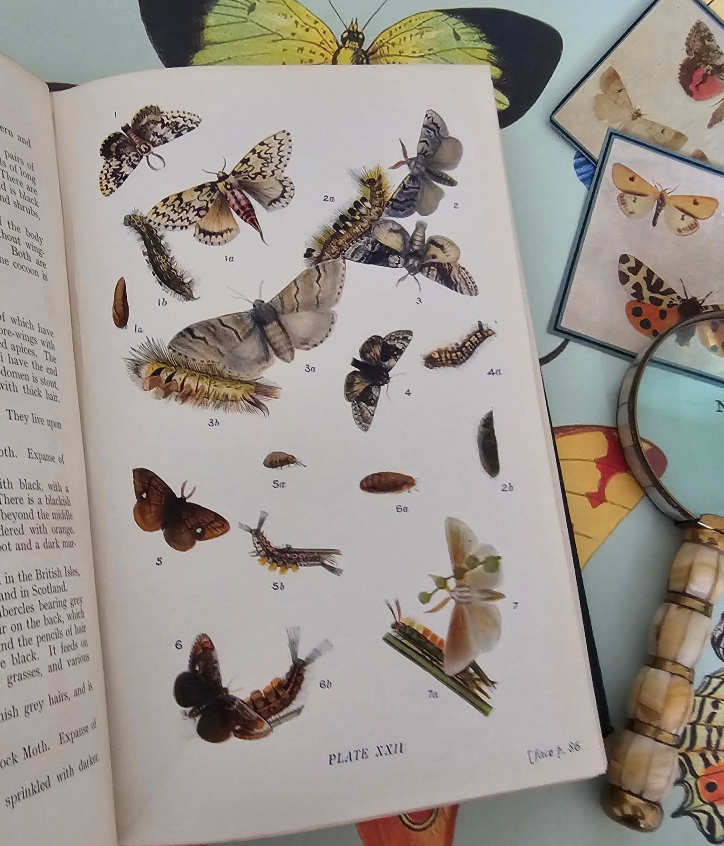 1909 Butterflies and Moths of the United Kingdom by Egmont Kirby / 69 Detailed Colour Plates / Lovely Decorative Boards / Lacks One Plate