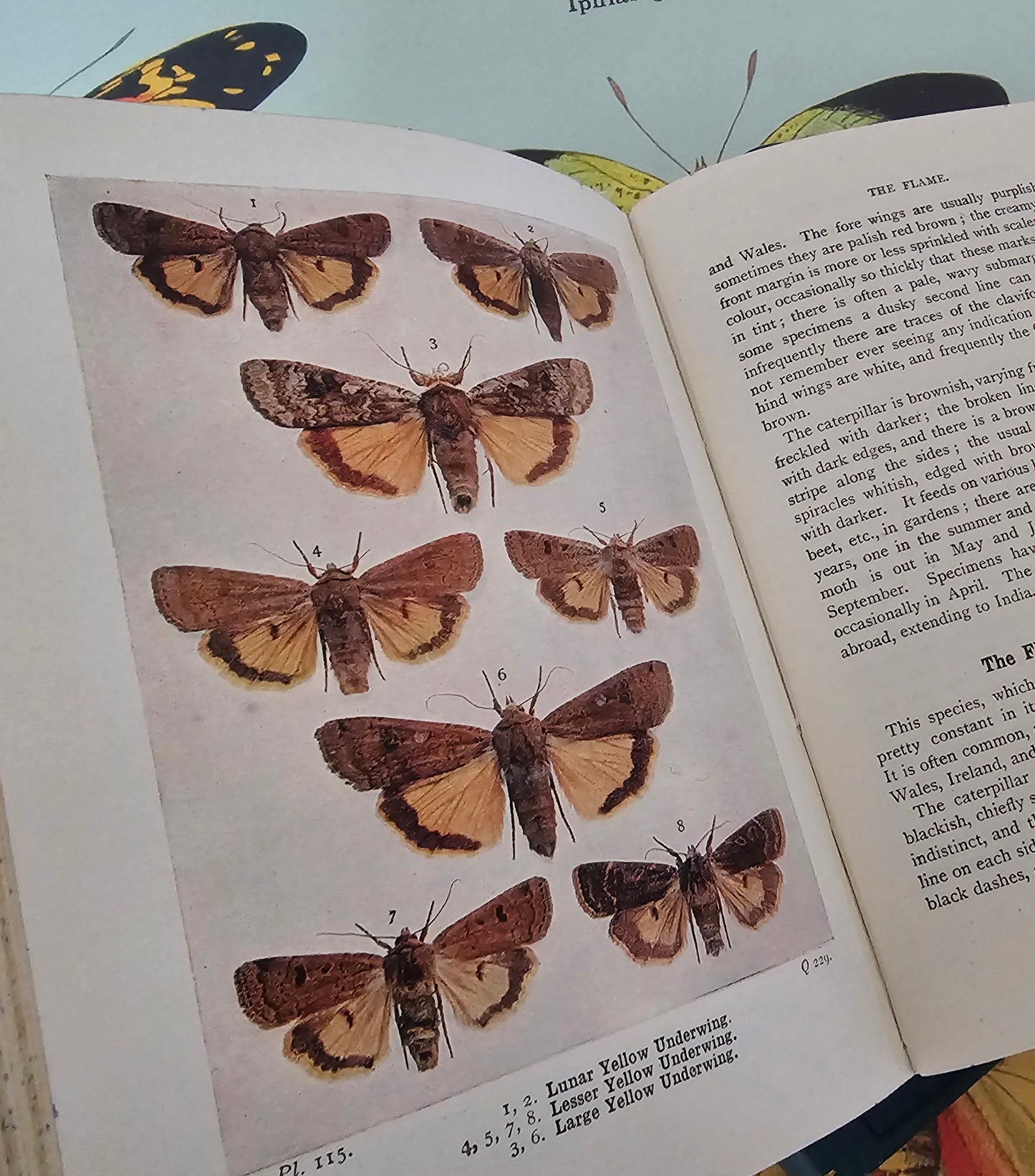 1946 The Moths of the British Isles Series One & Two / Frederick Warne, London / Numerous Illustrations in Colour / In Excellent Condition