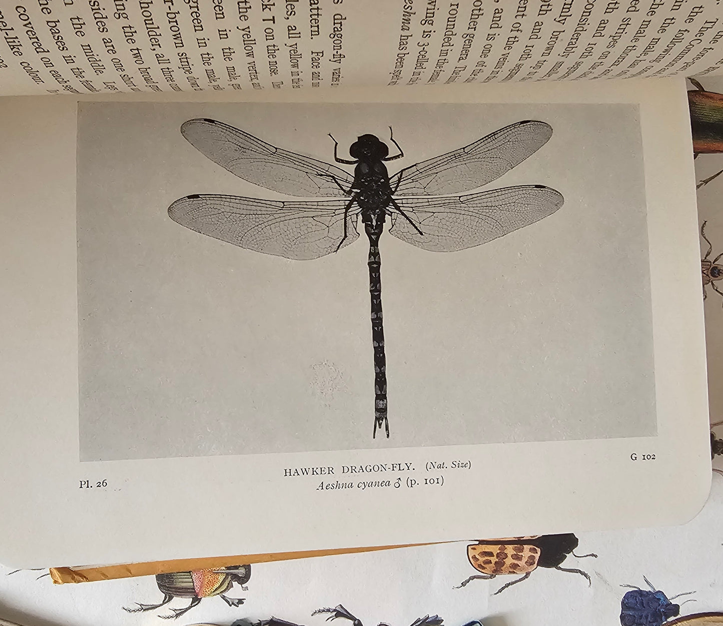 1949 The Dragonflies of the British Isles by Cynthia Longfield / Warne, London / Scarce Dust Wrapper / Richly Illustrated / Good Condition