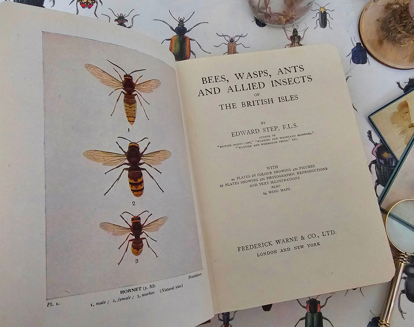 1932 Bees, Wasps, Ants and Allied Insects of the British Isles by Edward Step / First Edition, Warne / Illustrated / In Excellent Condition