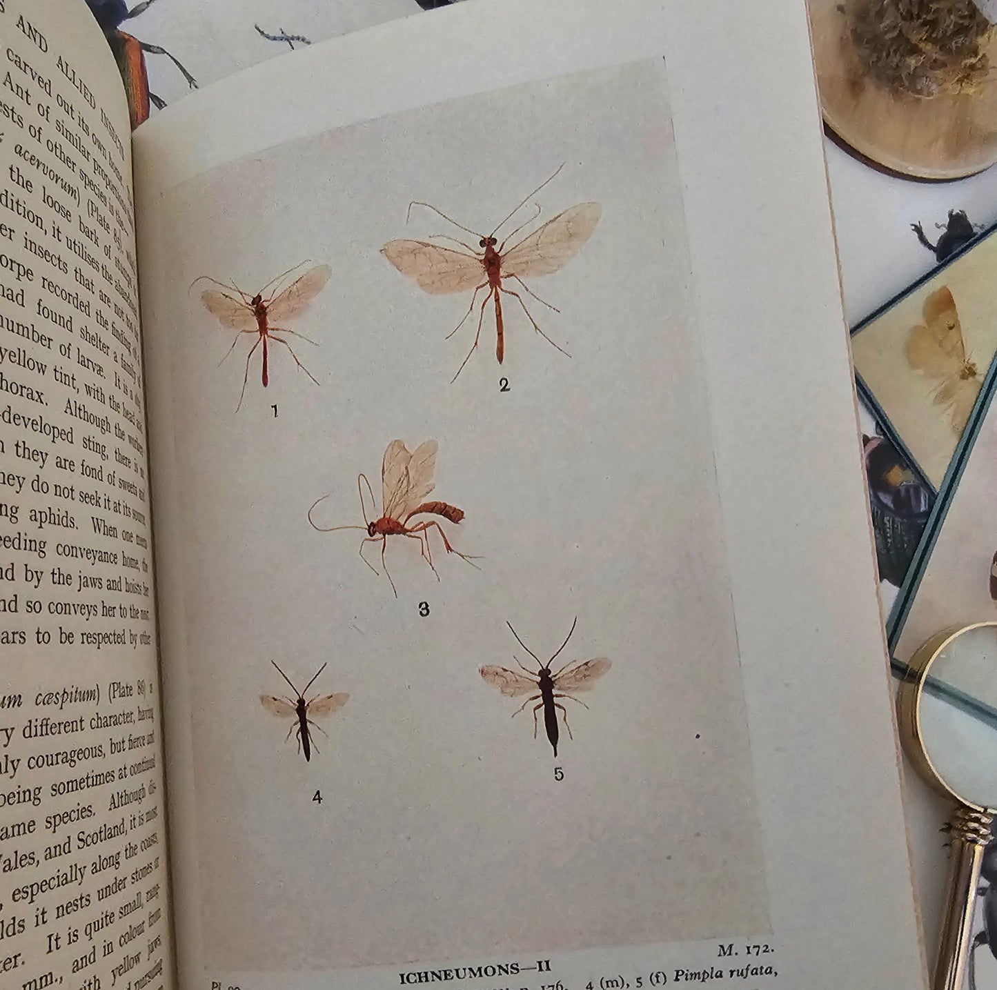 1932 Bees, Wasps, Ants and Allied Insects of the British Isles by Edward Step / First Edition, Warne / Illustrated / In Excellent Condition