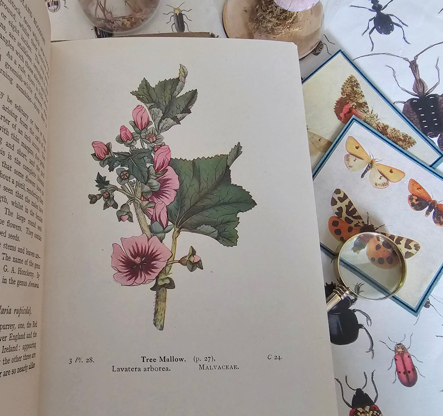 1940s Wayside and Woodland Blossoms A Guide To British Wild Flowers In 3 Volumes / Warne & Co. / In Good Condition / Numerous Colour Plates