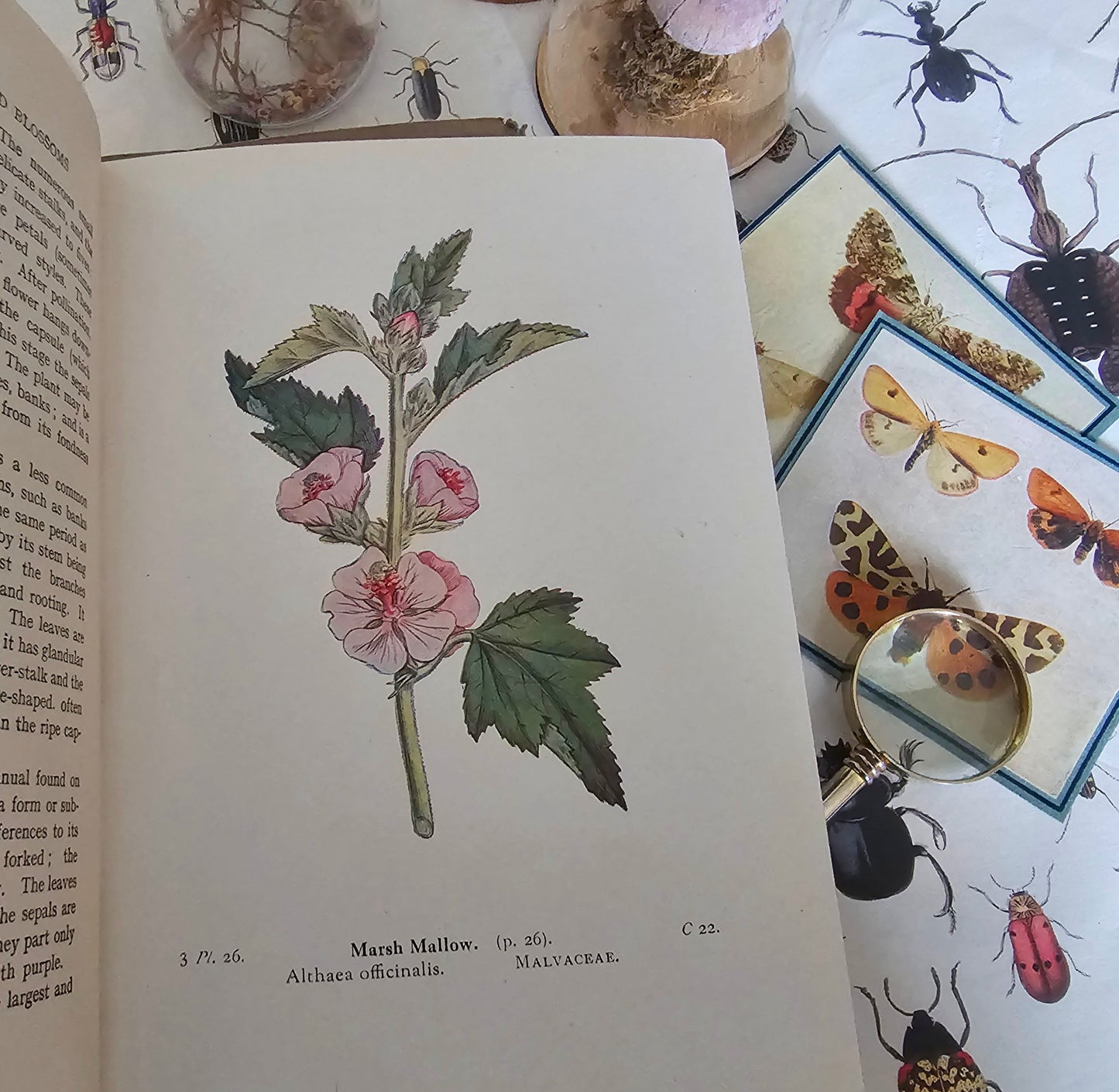 1940s Wayside and Woodland Blossoms A Guide To British Wild Flowers In 3 Volumes / Warne & Co. / In Good Condition / Numerous Colour Plates