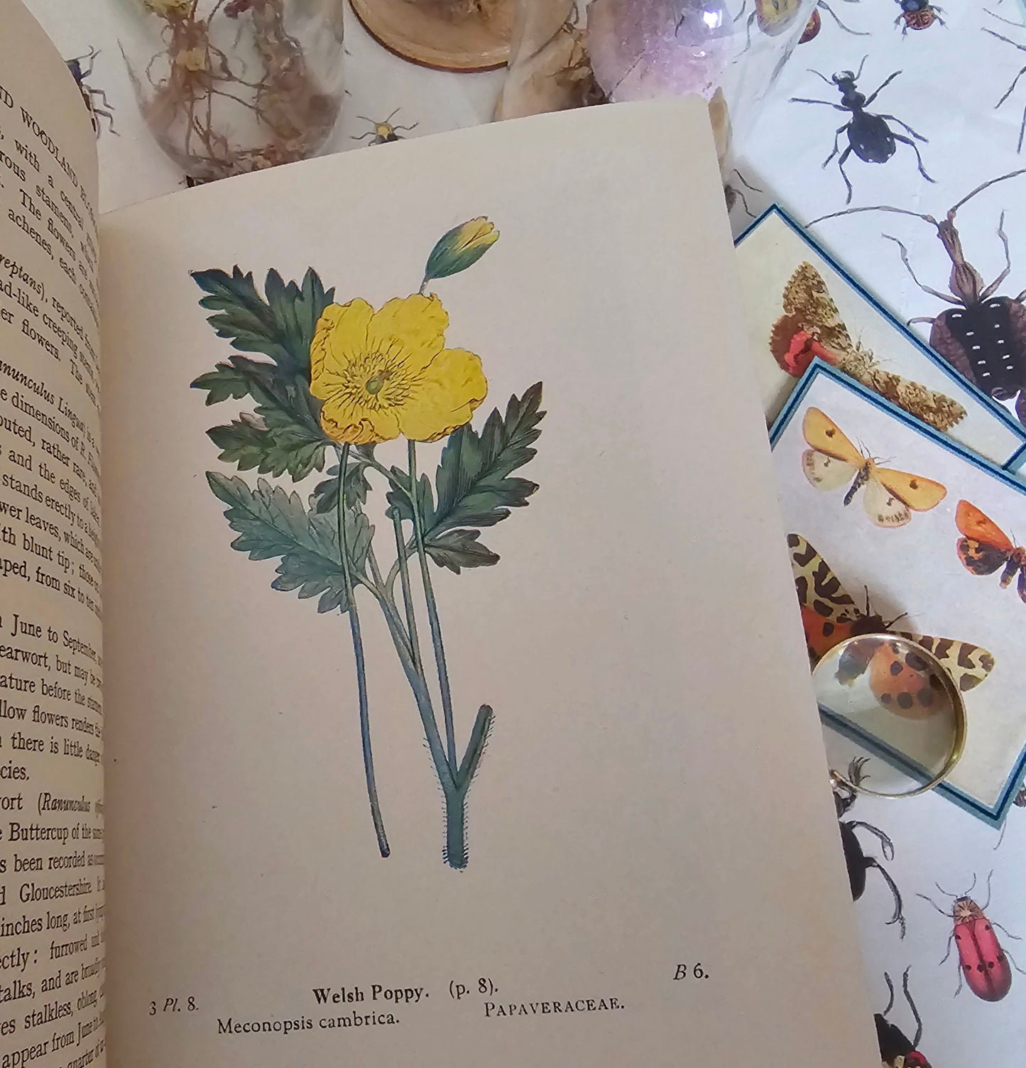 1940s Wayside and Woodland Blossoms A Guide To British Wild Flowers In 3 Volumes / Warne & Co. / In Good Condition / Numerous Colour Plates