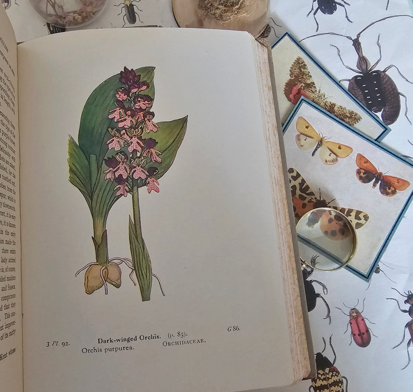 1940s Wayside and Woodland Blossoms A Guide To British Wild Flowers In 3 Volumes / Warne & Co. / In Good Condition / Numerous Colour Plates