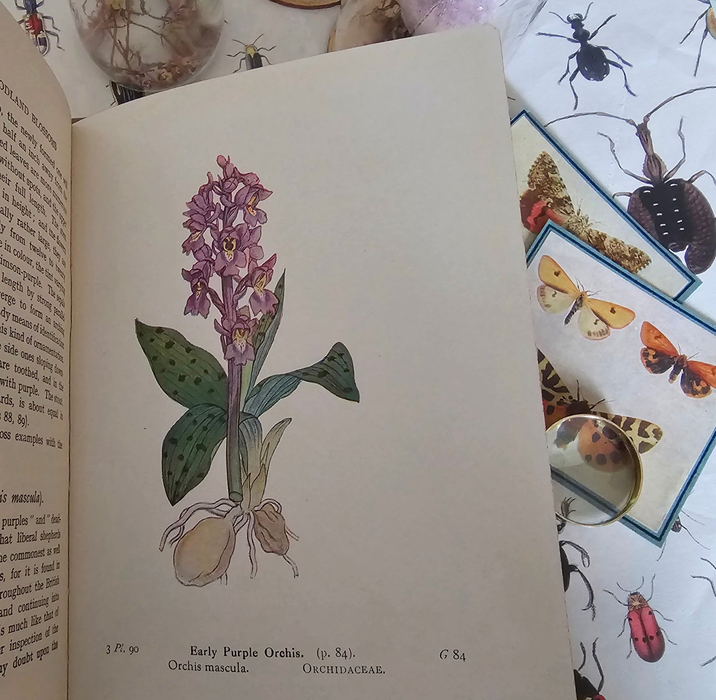 1940s Wayside and Woodland Blossoms A Guide To British Wild Flowers In 3 Volumes / Warne & Co. / In Good Condition / Numerous Colour Plates