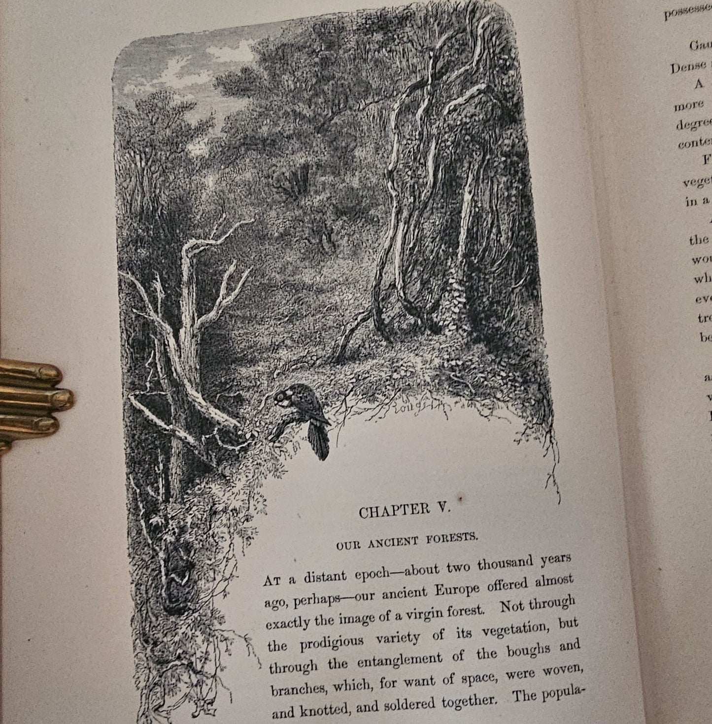 1872 Nature; or The Poetry of Earth and Sea by Mme Michelet / T Nelson & Sons, London / Beautifully Illustrated / Victorian Nature Writings