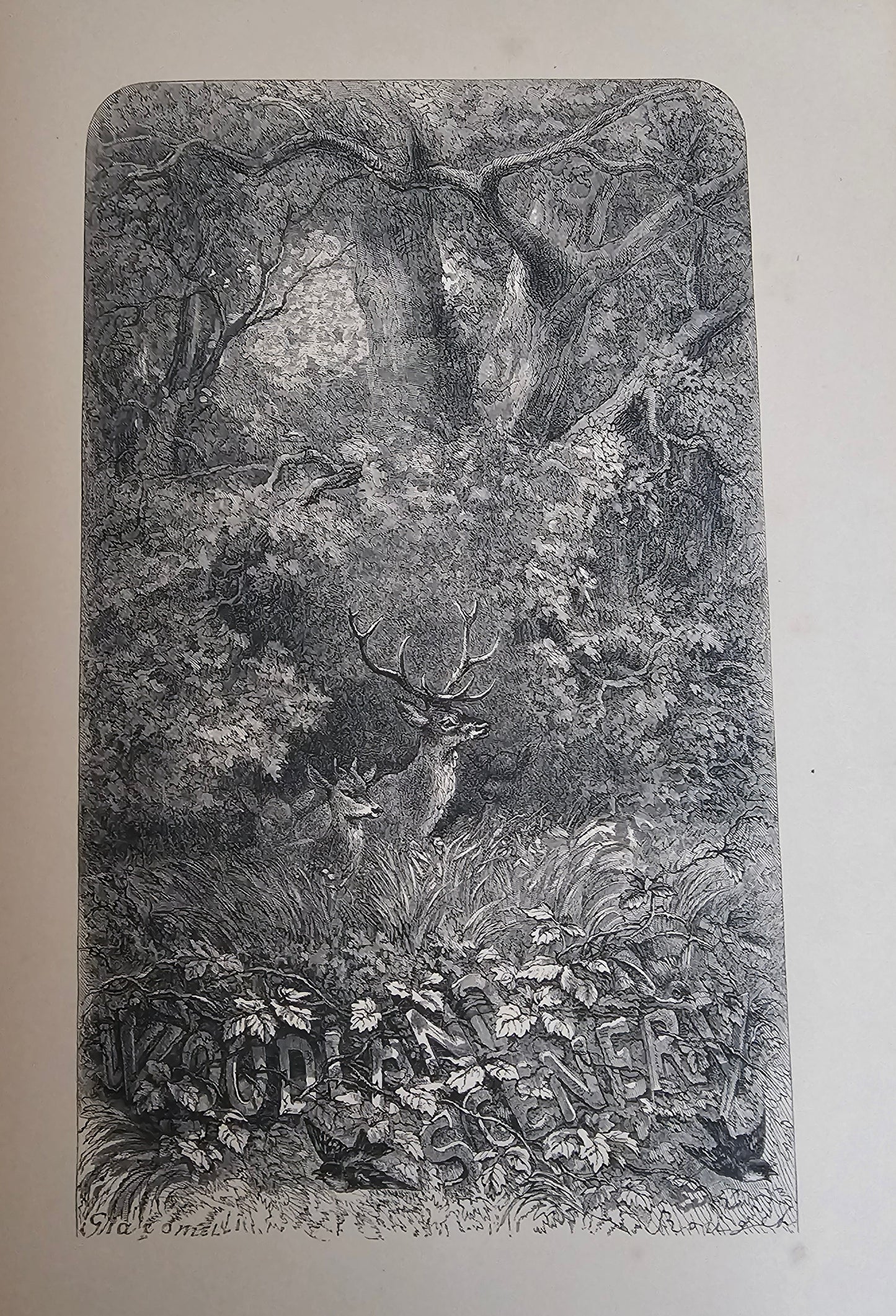 1872 Nature; or The Poetry of Earth and Sea by Mme Michelet / T Nelson & Sons, London / Beautifully Illustrated / Victorian Nature Writings