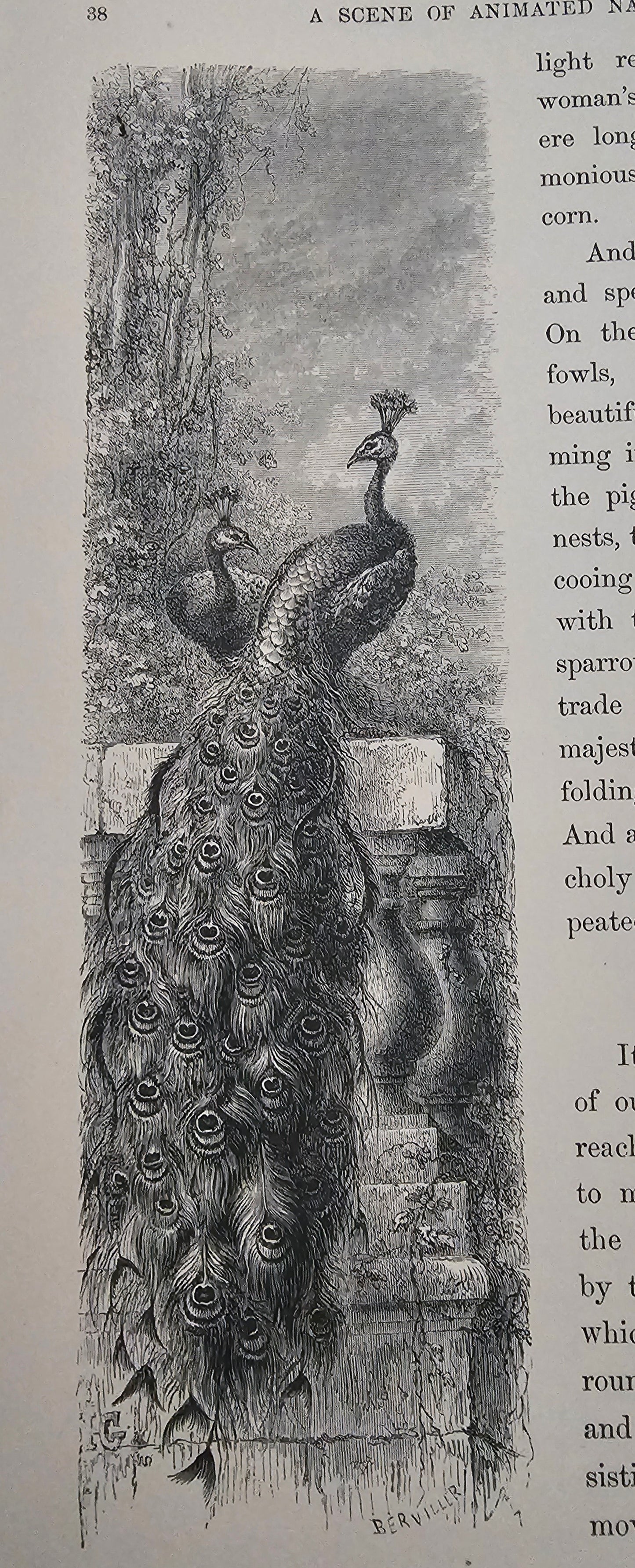 1872 Nature; or The Poetry of Earth and Sea by Mme Michelet / T Nelson & Sons, London / Beautifully Illustrated / Victorian Nature Writings