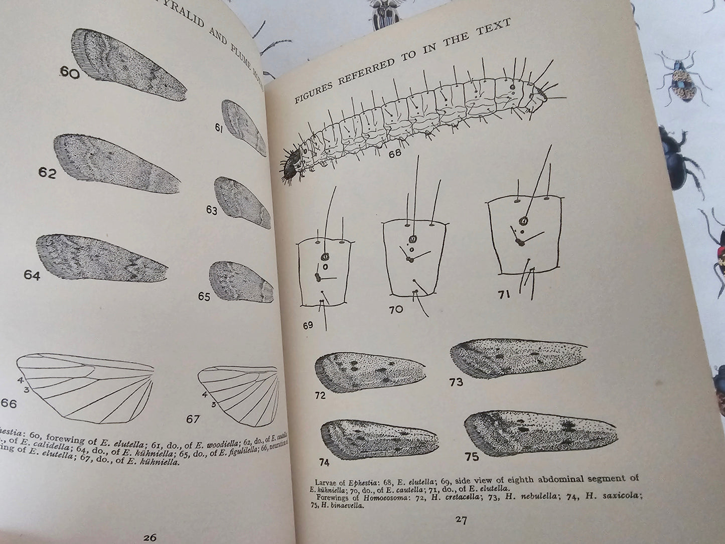 1954 British Pyralid and Plume Moths by Bryan Beirne / 405 Illustrations and Diagrams - 216 in Colour / Warne & Co., London / Dust Wrapper