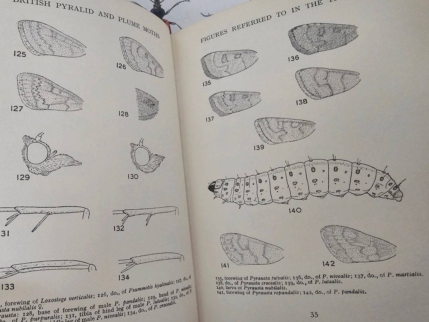 1954 British Pyralid and Plume Moths by Bryan Beirne / 405 Illustrations and Diagrams - 216 in Colour / Warne & Co., London / Dust Wrapper